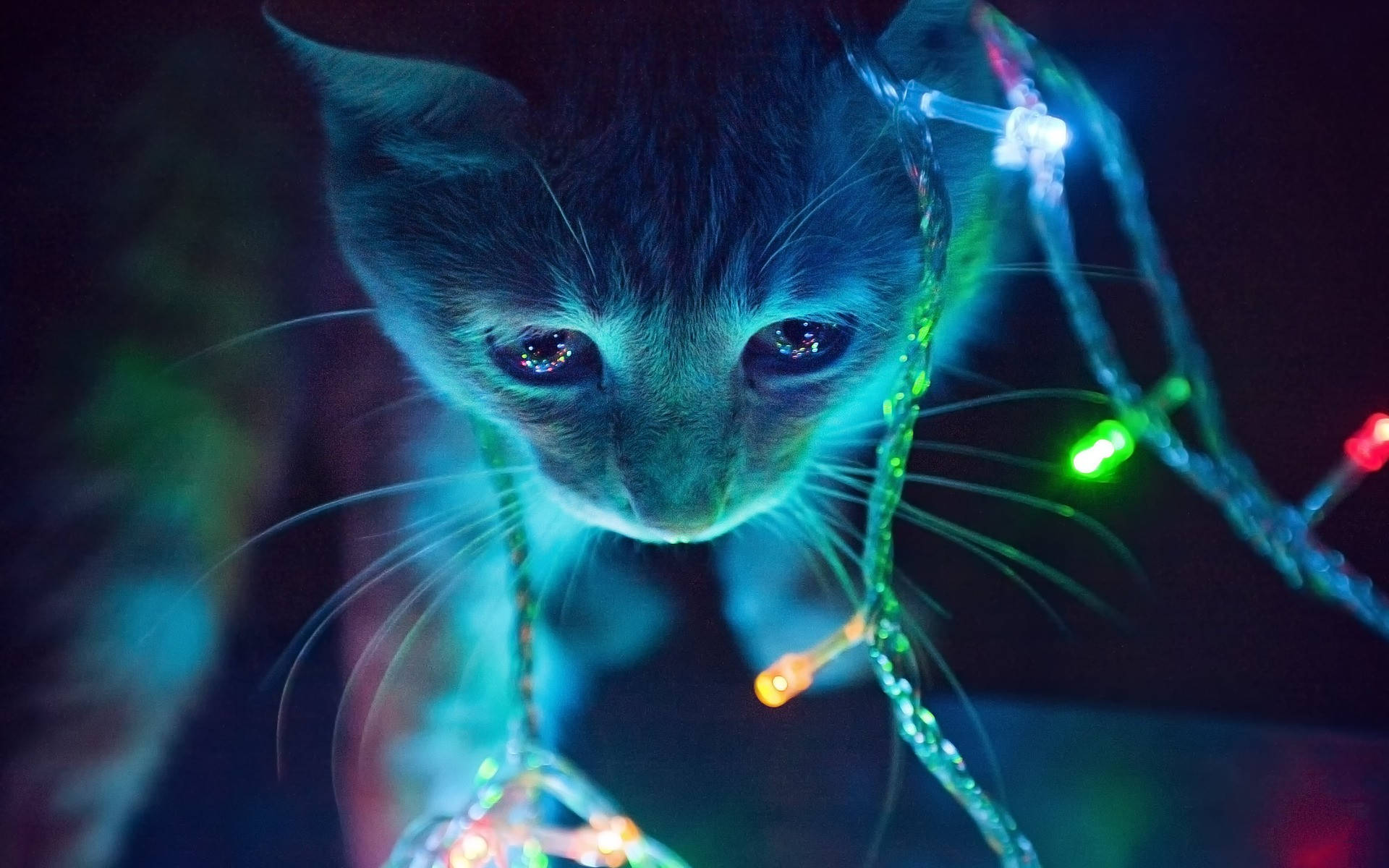 Estetik ışıklı kedi Duvar Kağıdı