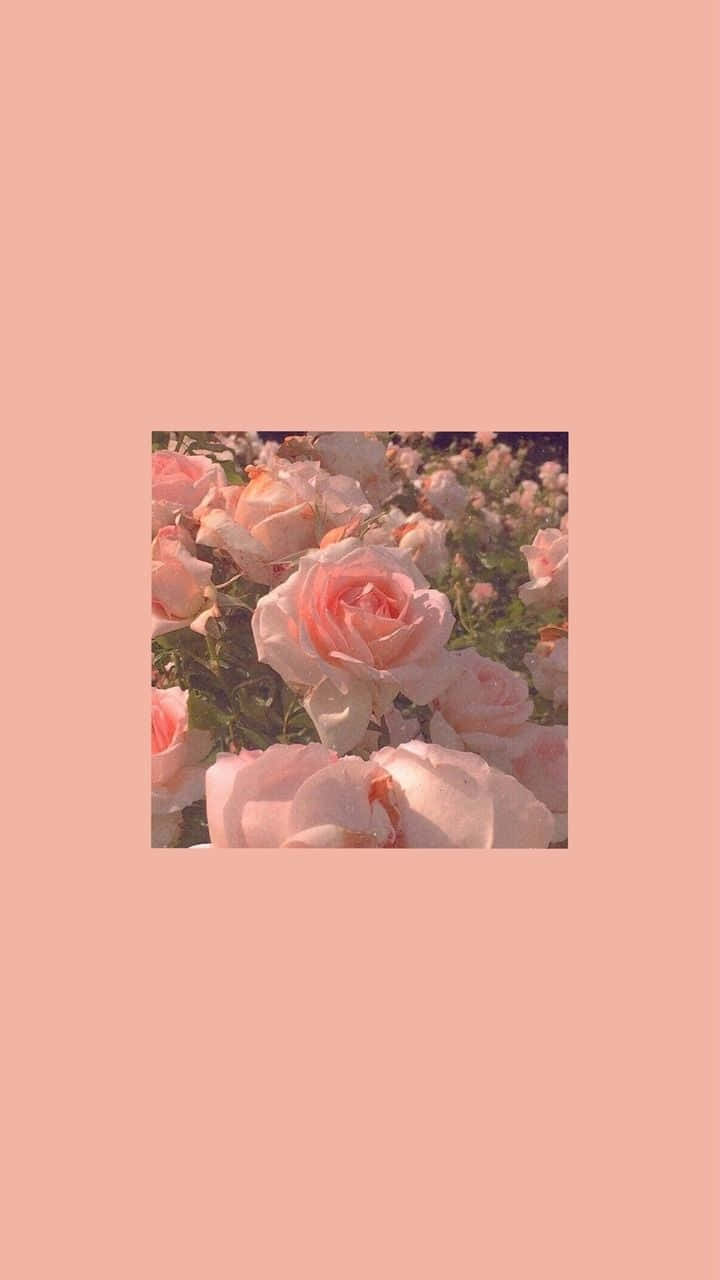 Estetik Tek Renk — Pastel estetik GIF Duvar Kağıdı