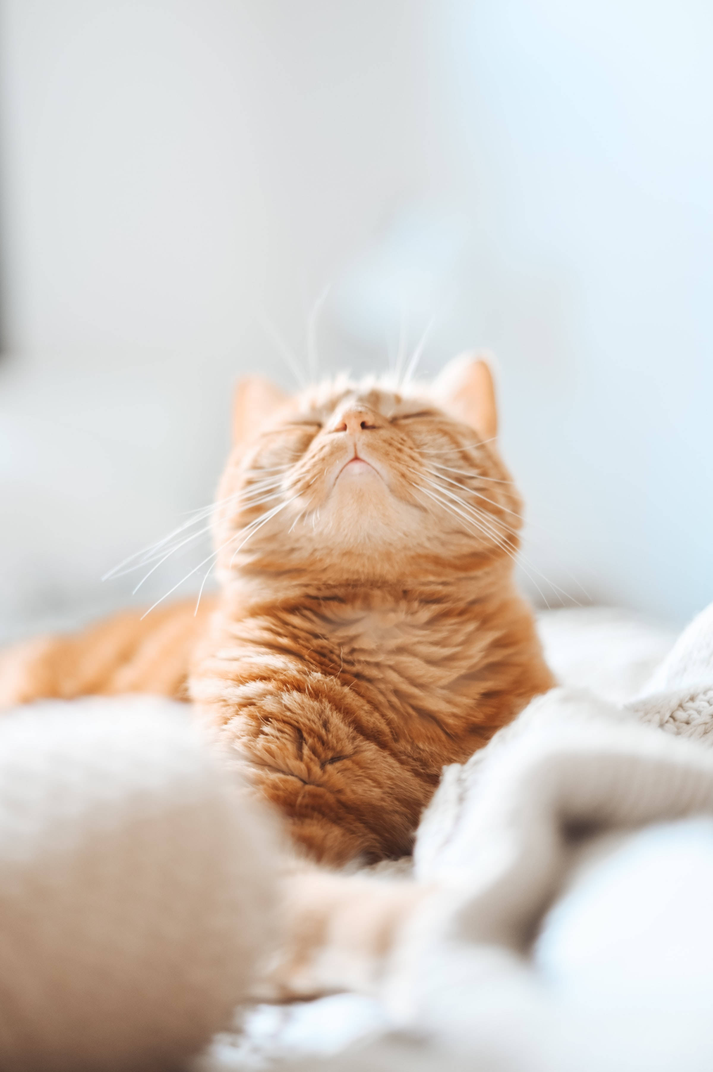 Estetik Turuncu Tekir Kedi Profil Fotoğrafı Duvar Kağıdı