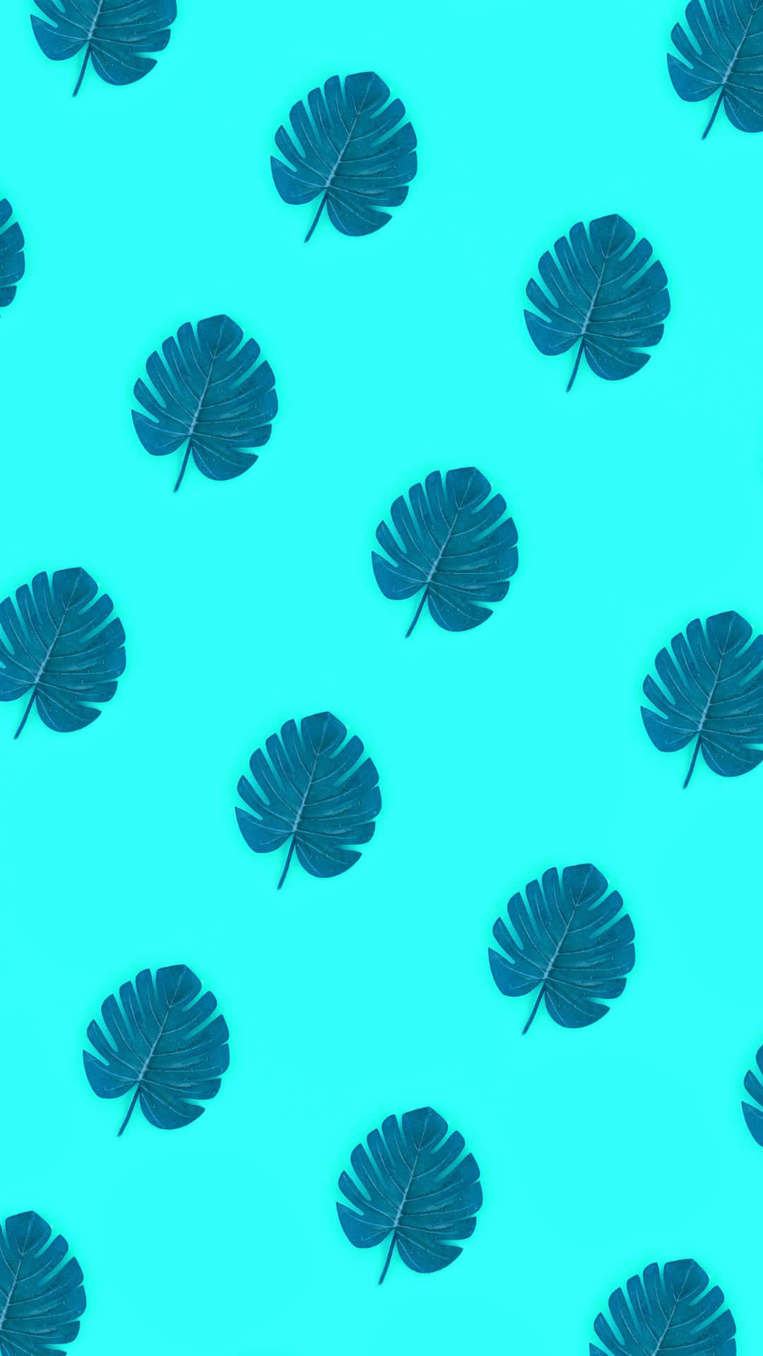 Estetik VSCO Monstera Yaprakları Deseni Arka Plan Duvar Kağıdı