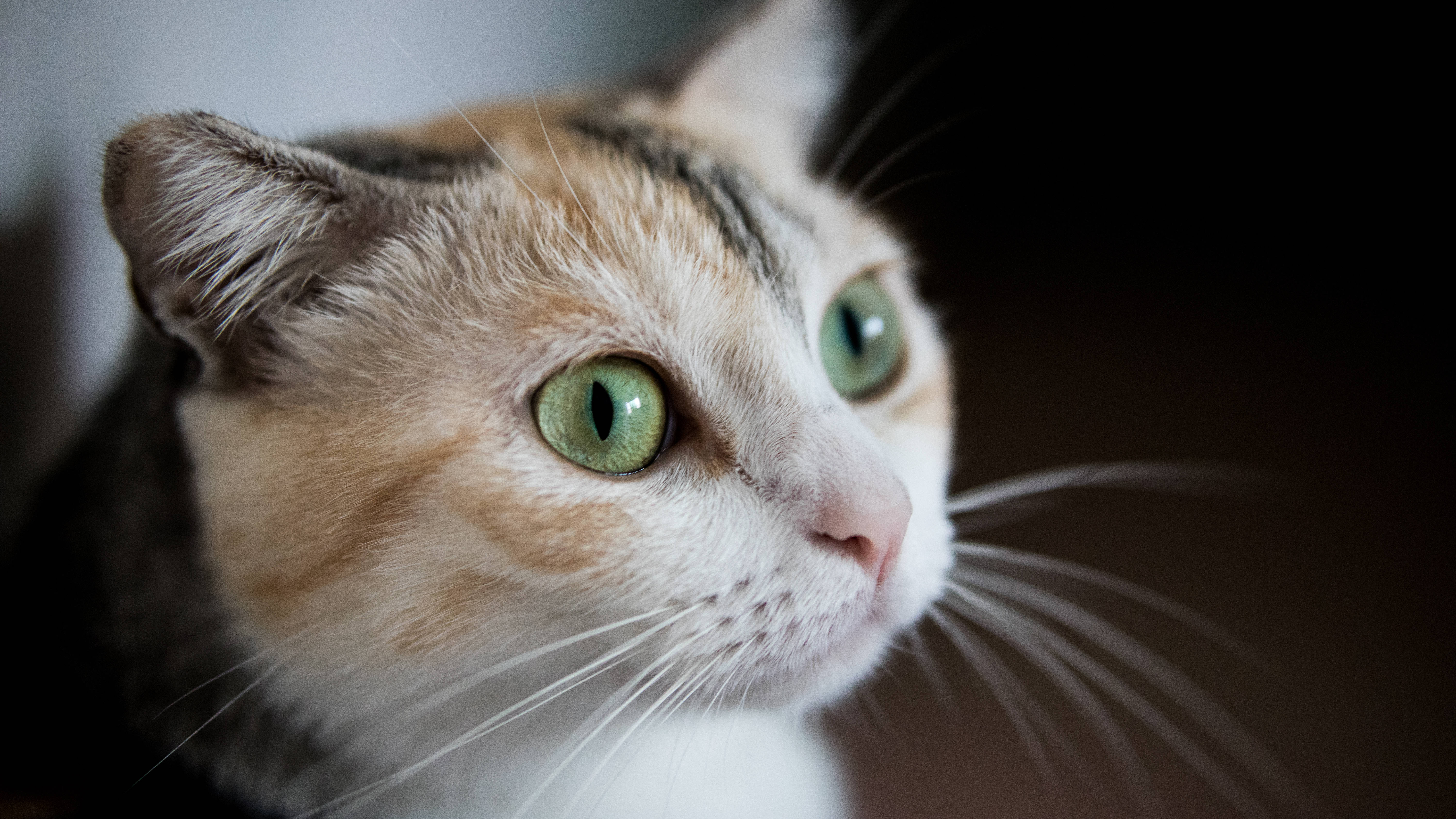 Estetik Yeşil Gözlü Kedi Duvar Kağıdı