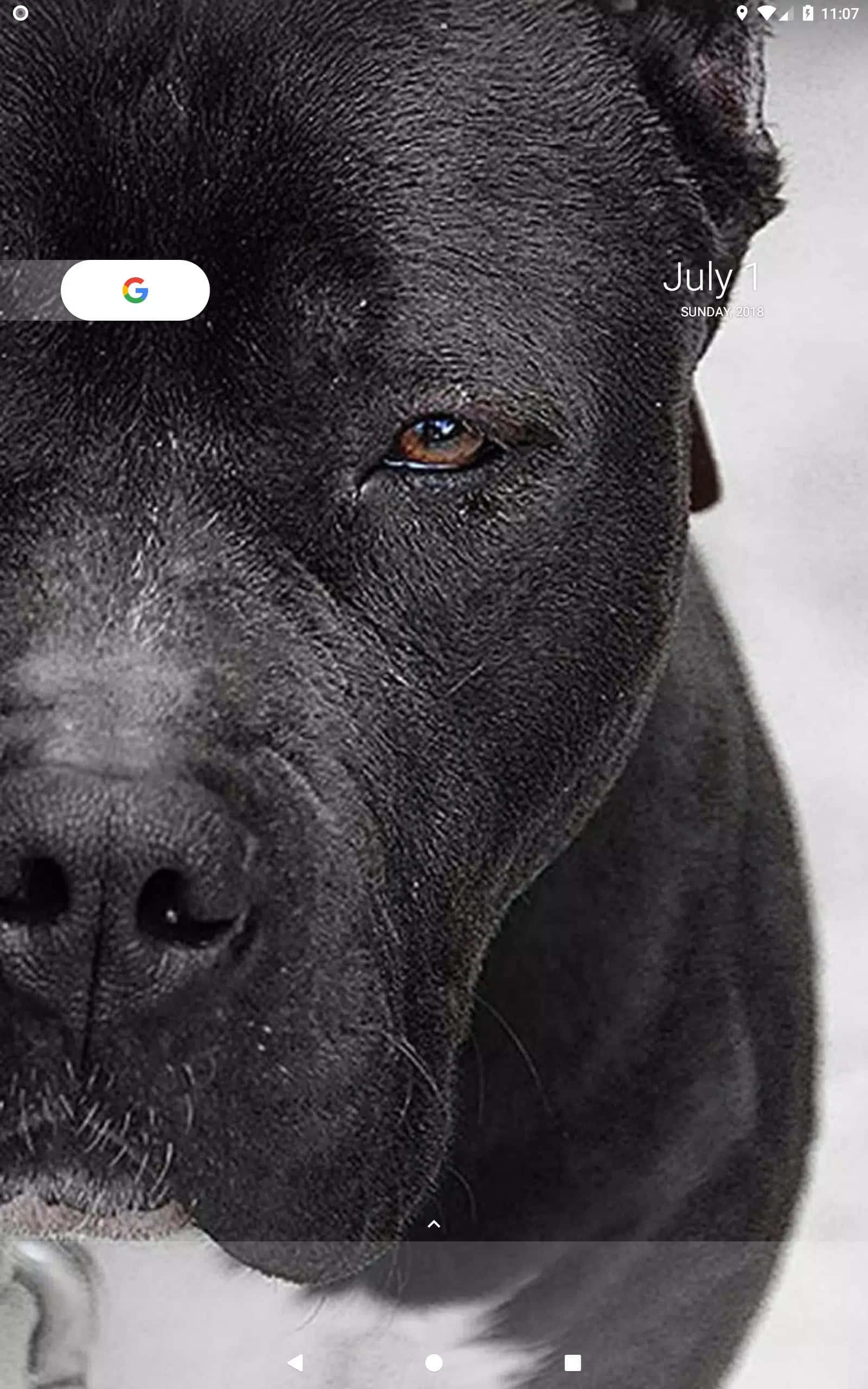 "Evini koruyan güçlü siyah pitbull." Duvar Kağıdı
