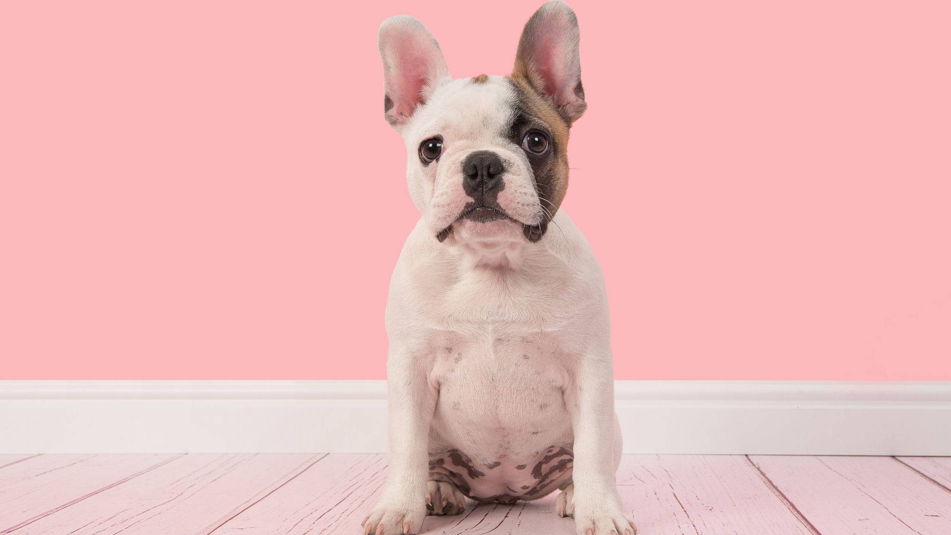 Fransız Yavru Bulldog Pembe Odada Duvar Kağıdı