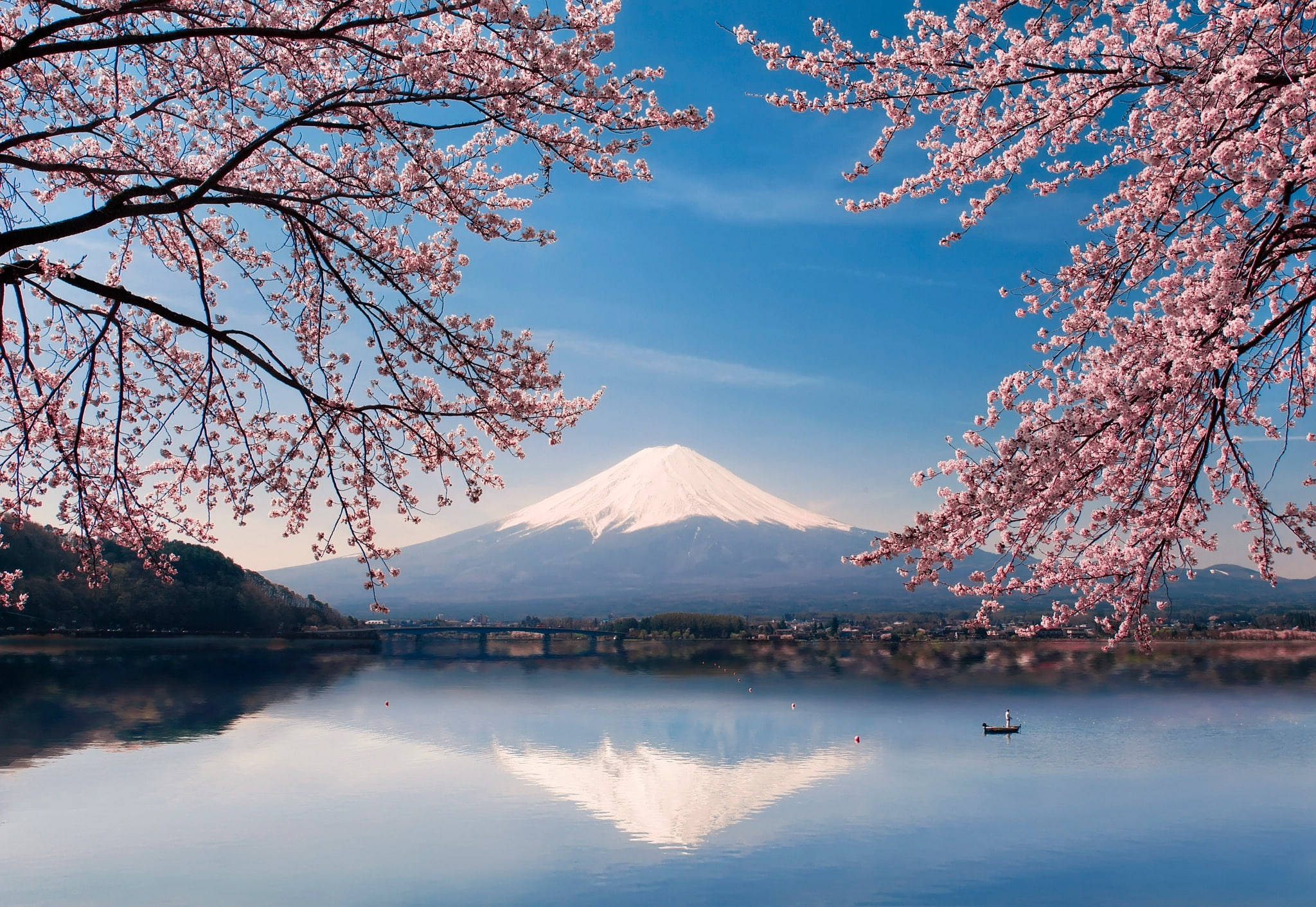 Fuji Kiraz Çiçekleri Japonya 4K Duvar Kağıdı