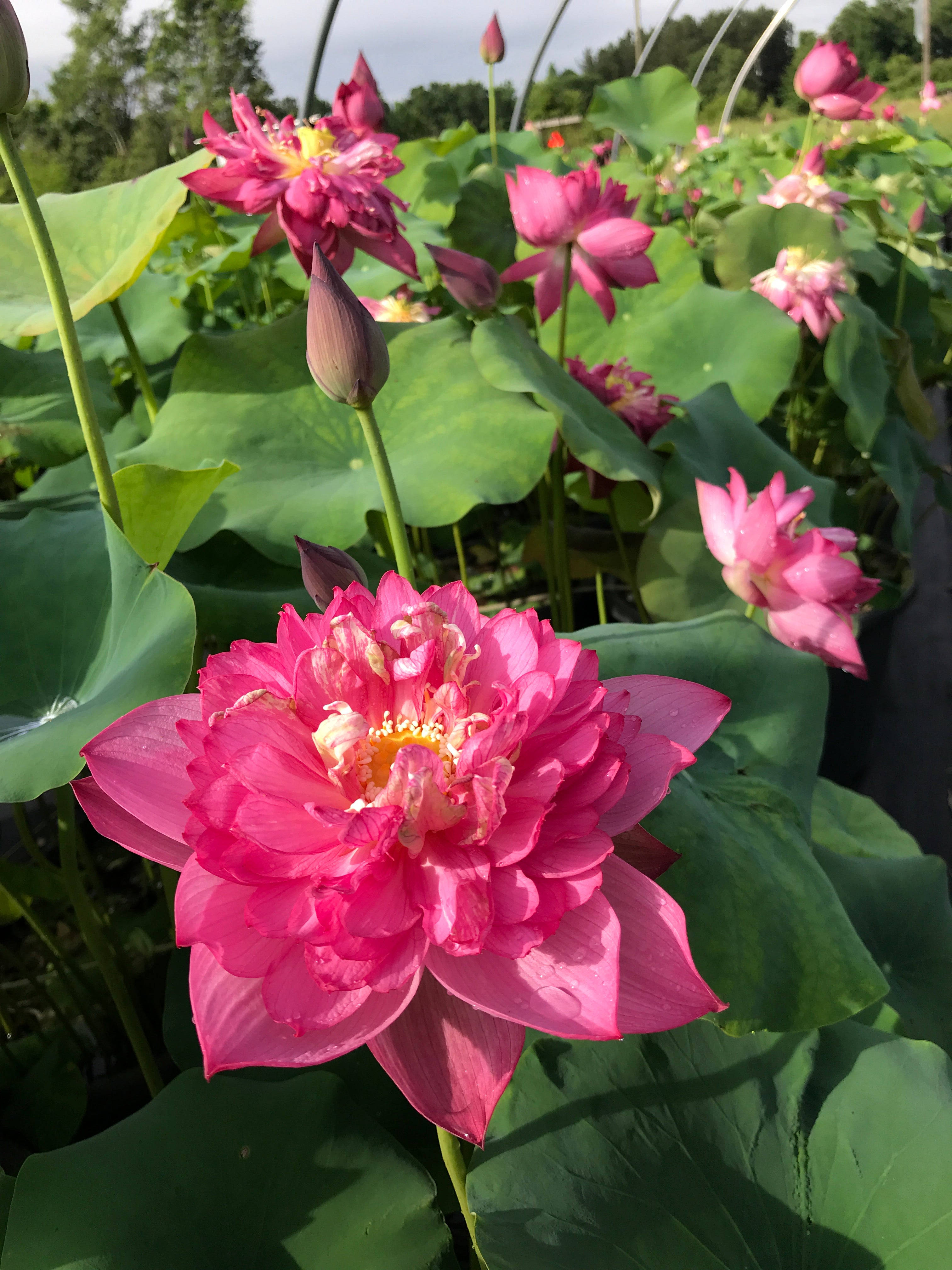 Fuşya Lotus Çiçeği Duvar Kağıdı