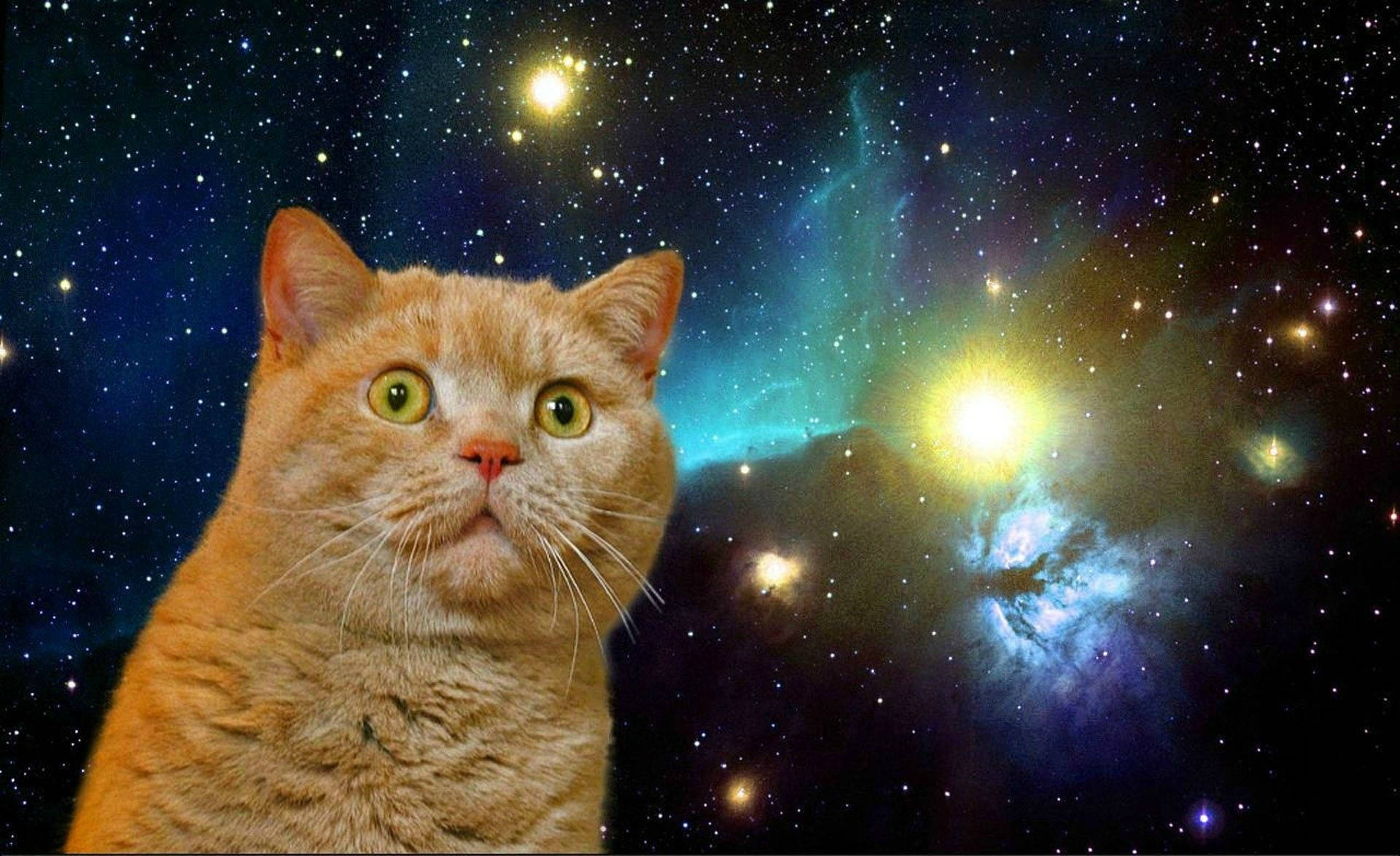 Galakside Şaşırmış Komik Kedi Duvar Kağıdı