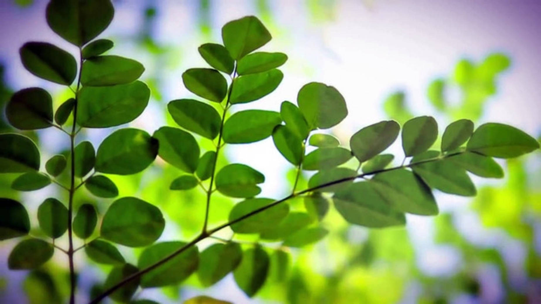 Gelişen Moringa Oleifera - Doğanın En İyi Şifa Harikası Duvar Kağıdı