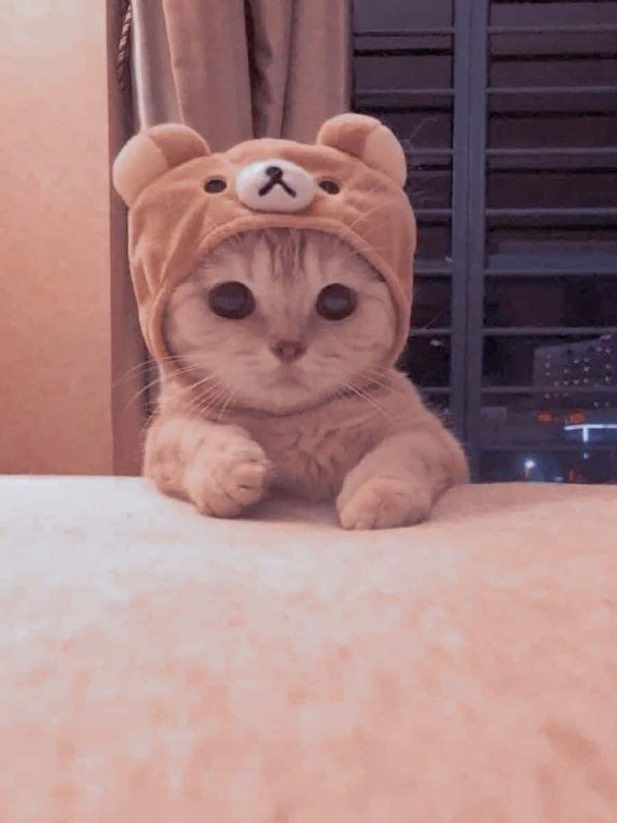 Geniş gözlerle ve gizemli bir ifadeyle dünyaya bakan bir kedi. Duvar Kağıdı