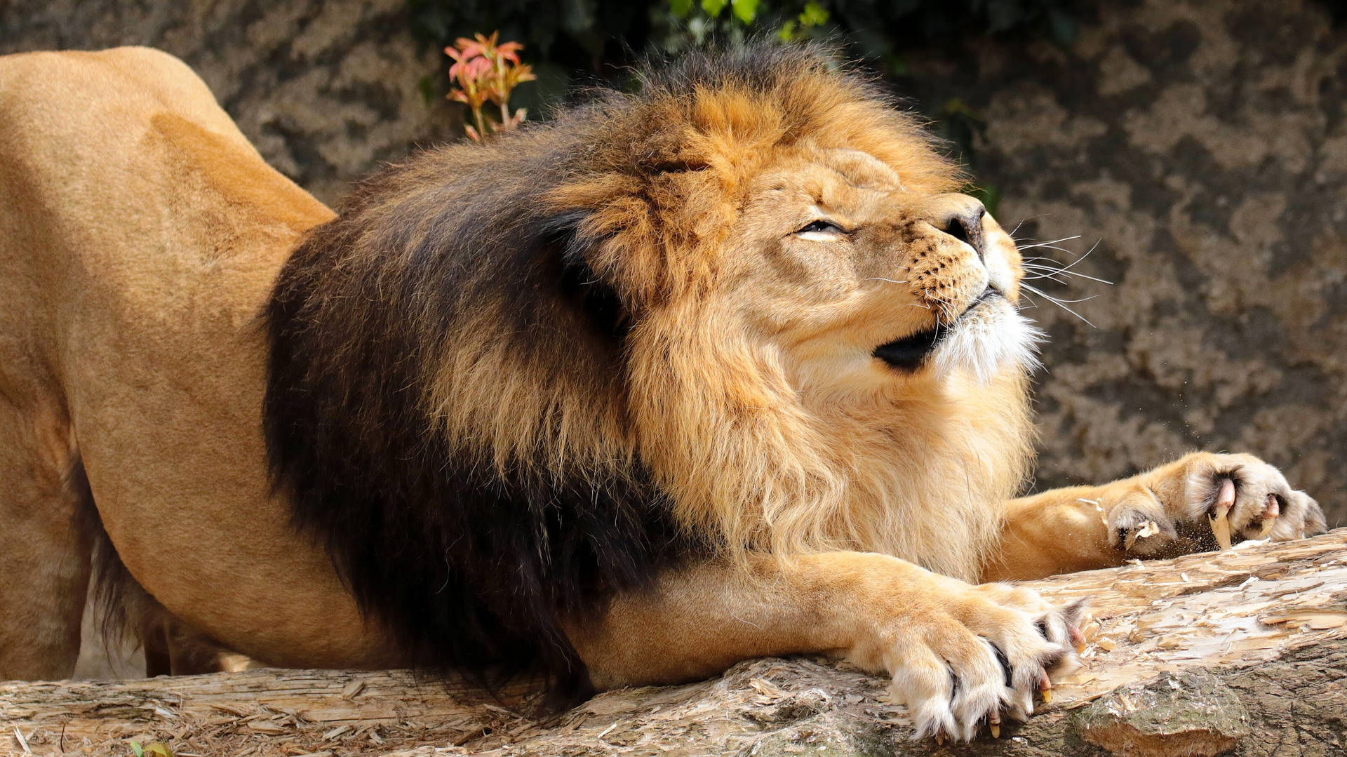 Aslan, vahşi doğada güneş ışığı altında bir tahta parçasına tırmalarken vücudunu geriyor.