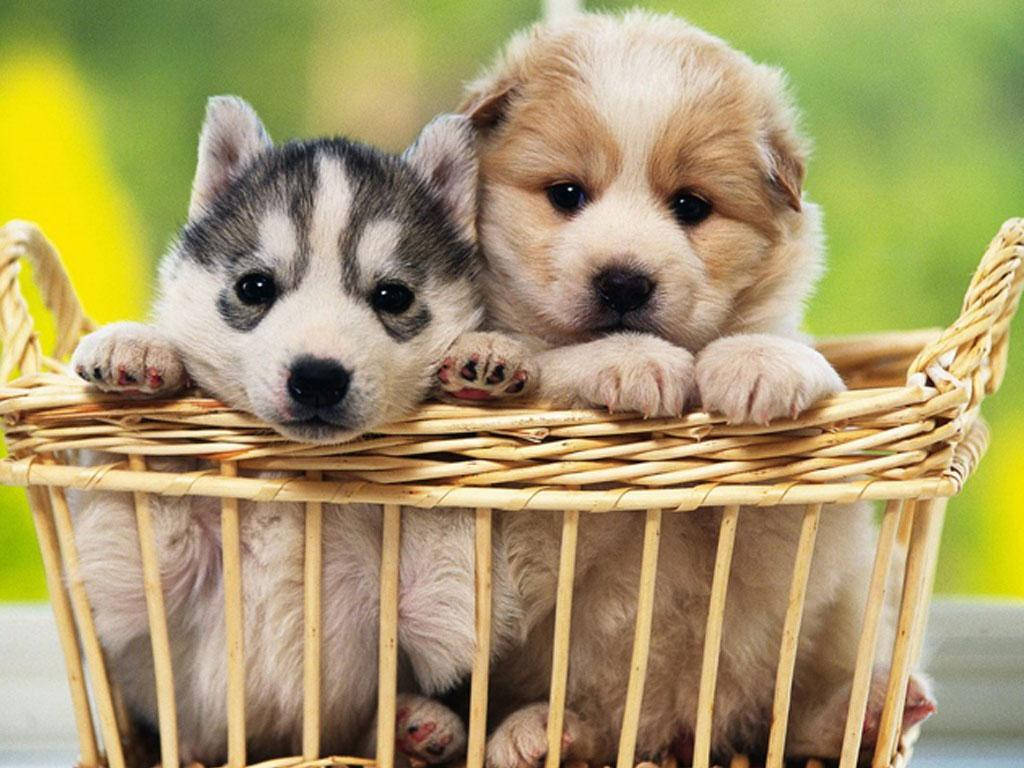 Golden Retriever Husky Yavrusu Sepet Duvar Kağıdı