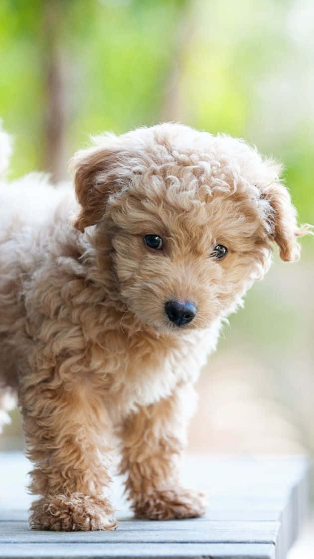 Goldendoodle Küçük Köpek Portre Fotoğrafı Duvar Kağıdı