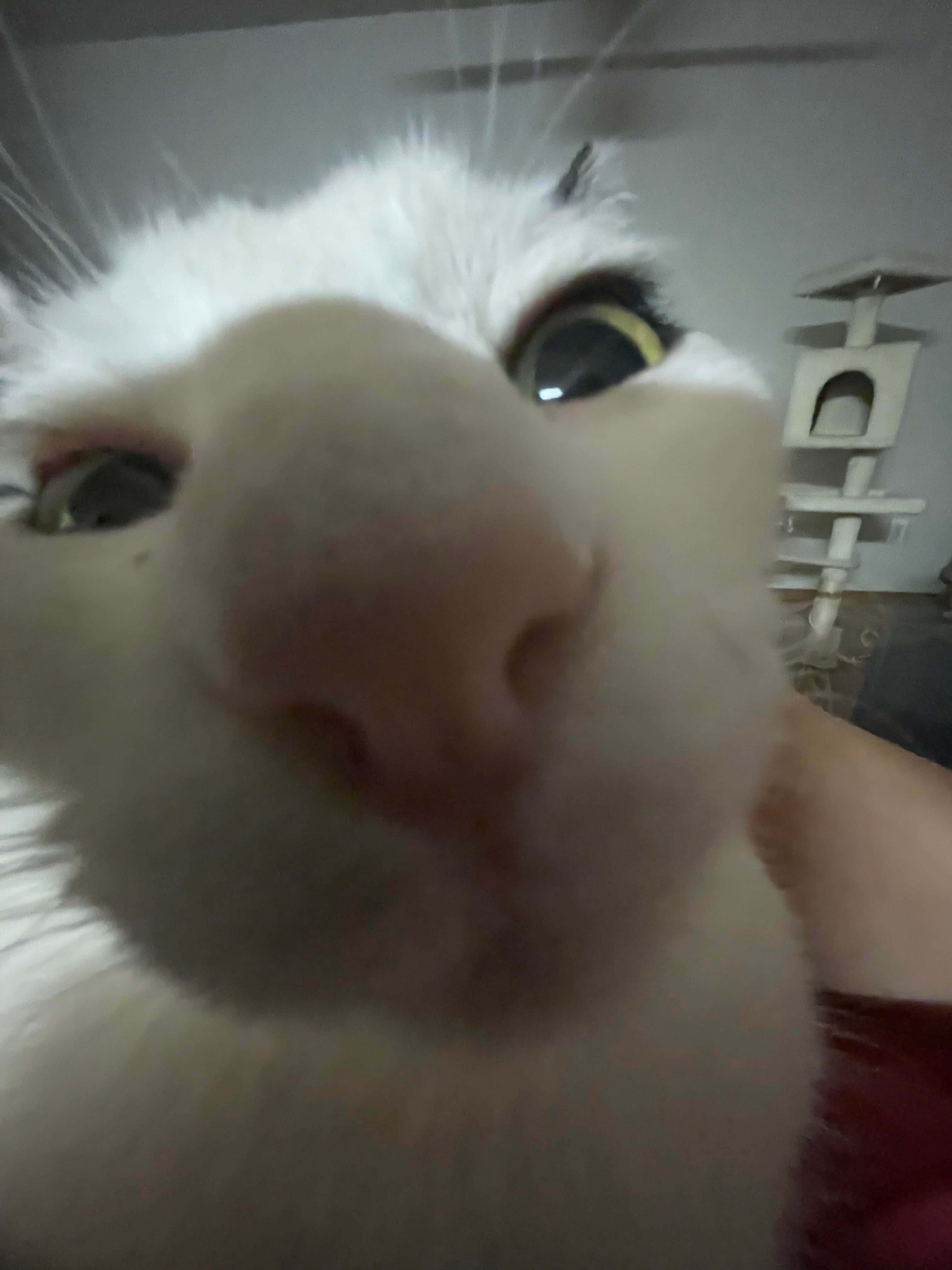 Goofy Yakın Çekim Sevimli Kedi Profil Fotoğrafı Duvar Kağıdı