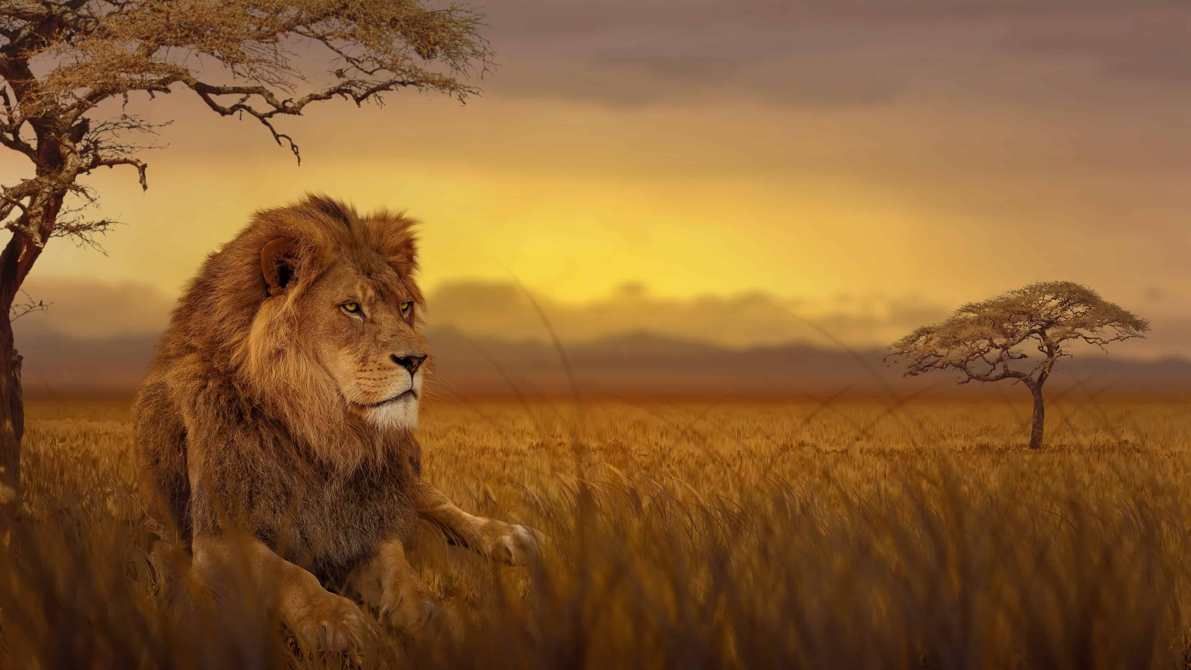Görkemli Aslan Afrika 4K Duvar Kağıdı