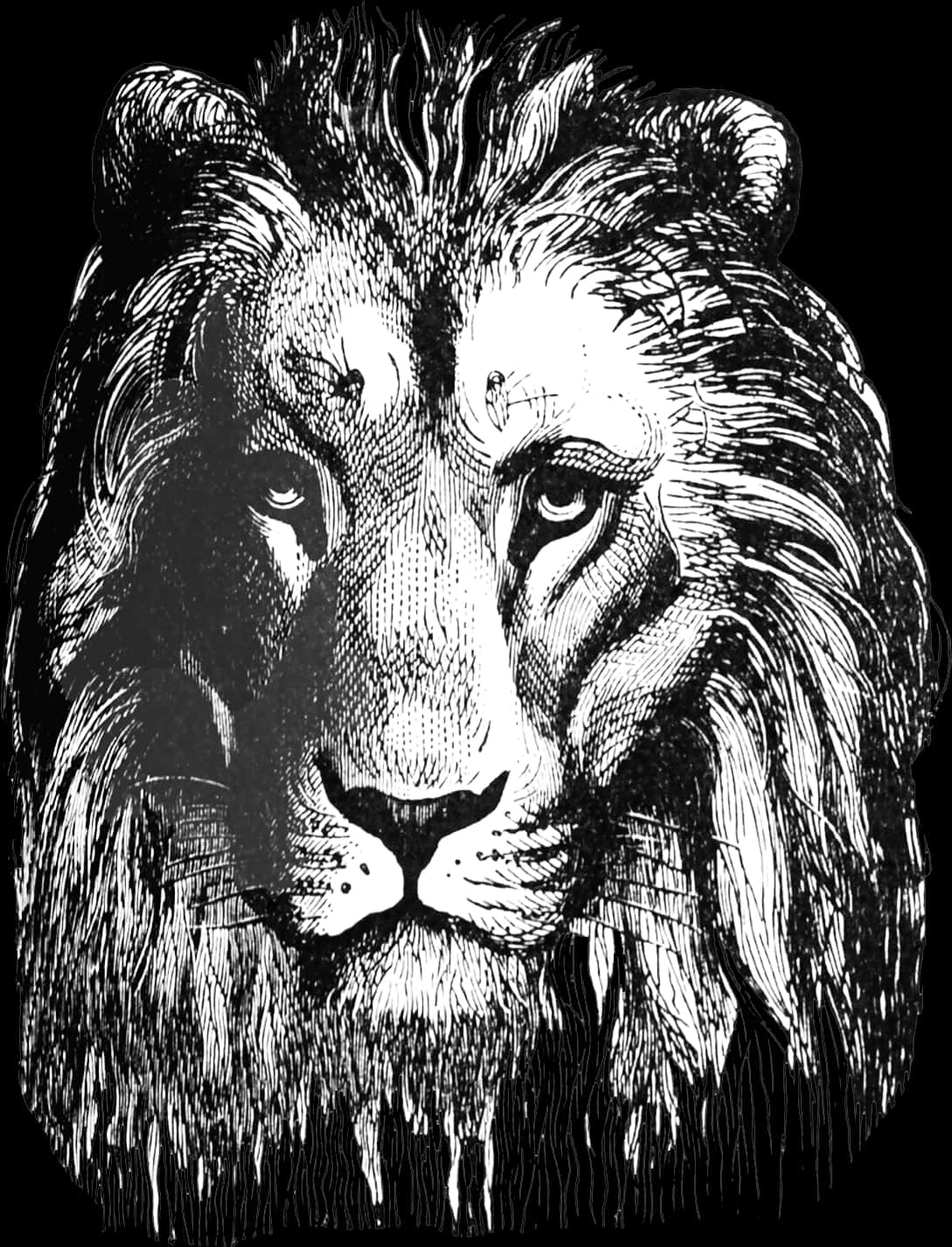 Görkemli Aslan Çizim Sanat Eseri Duvar Kağıdı