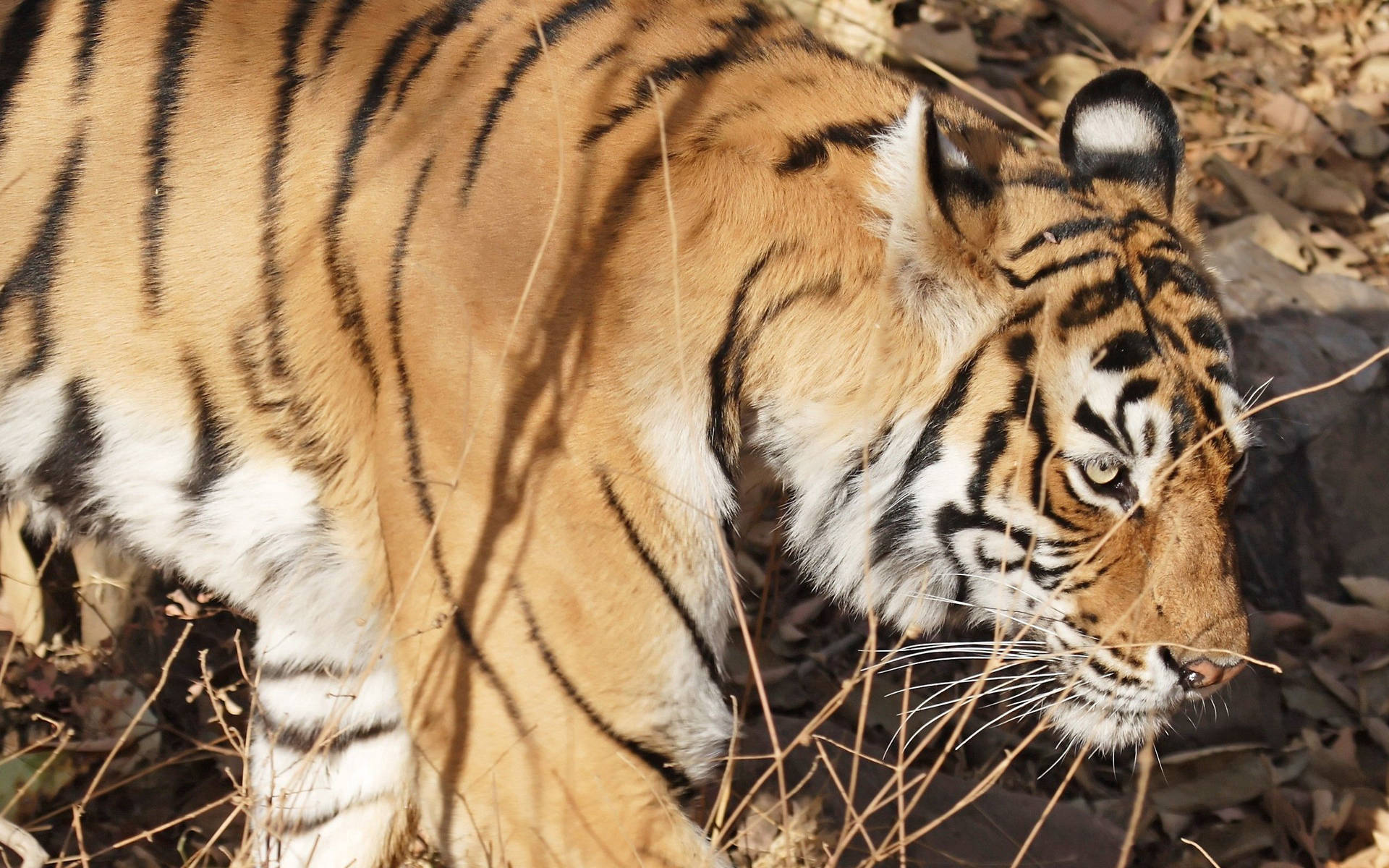Kuru manzarada yürüyen Bengal kaplanı duvar kağıdı