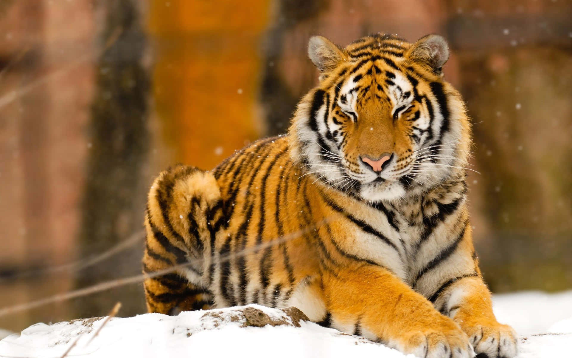 Görkemli bir kaplanın limon otları arasında yürüyüşü. Duvar Kağıdı