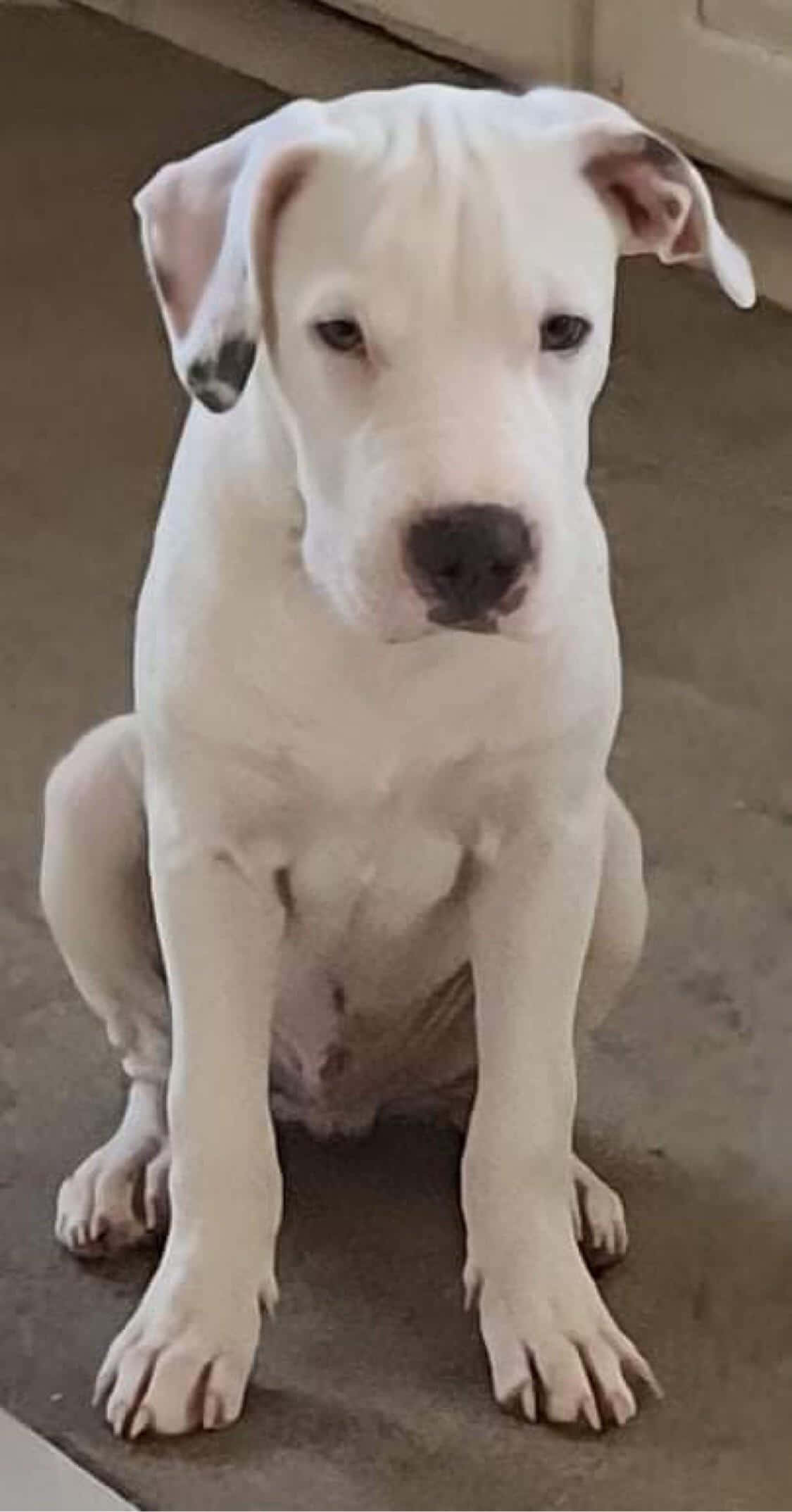 Görkemli Dogo Argentino Fotoğraf İçin Güzelce Poz Veriyor Duvar Kağıdı