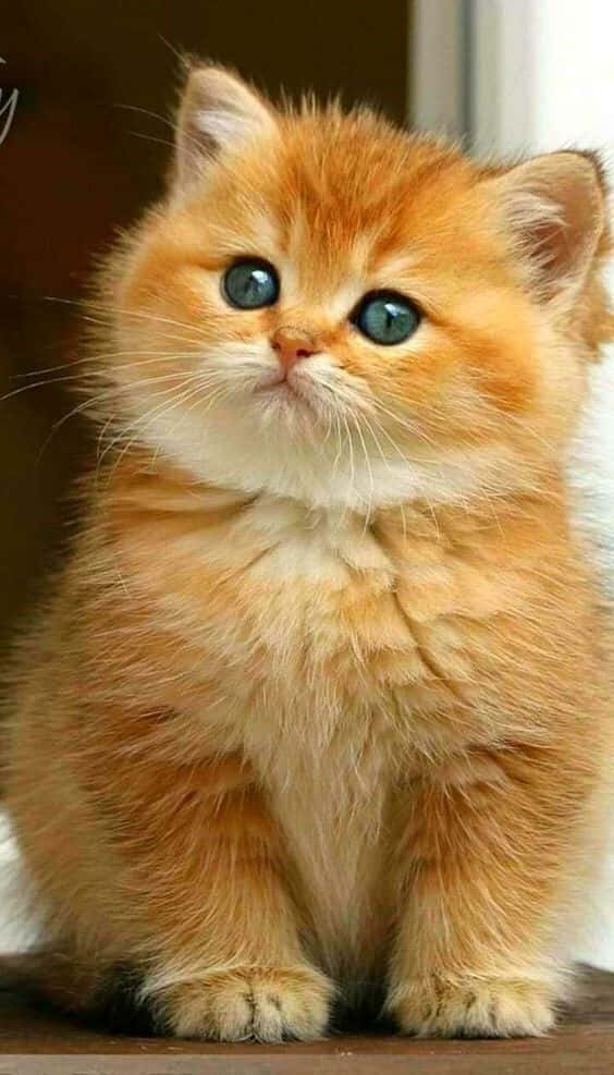 Görkemli Kedi Güzelliği Yüksek Çözünürlükte Duvar Kağıdı