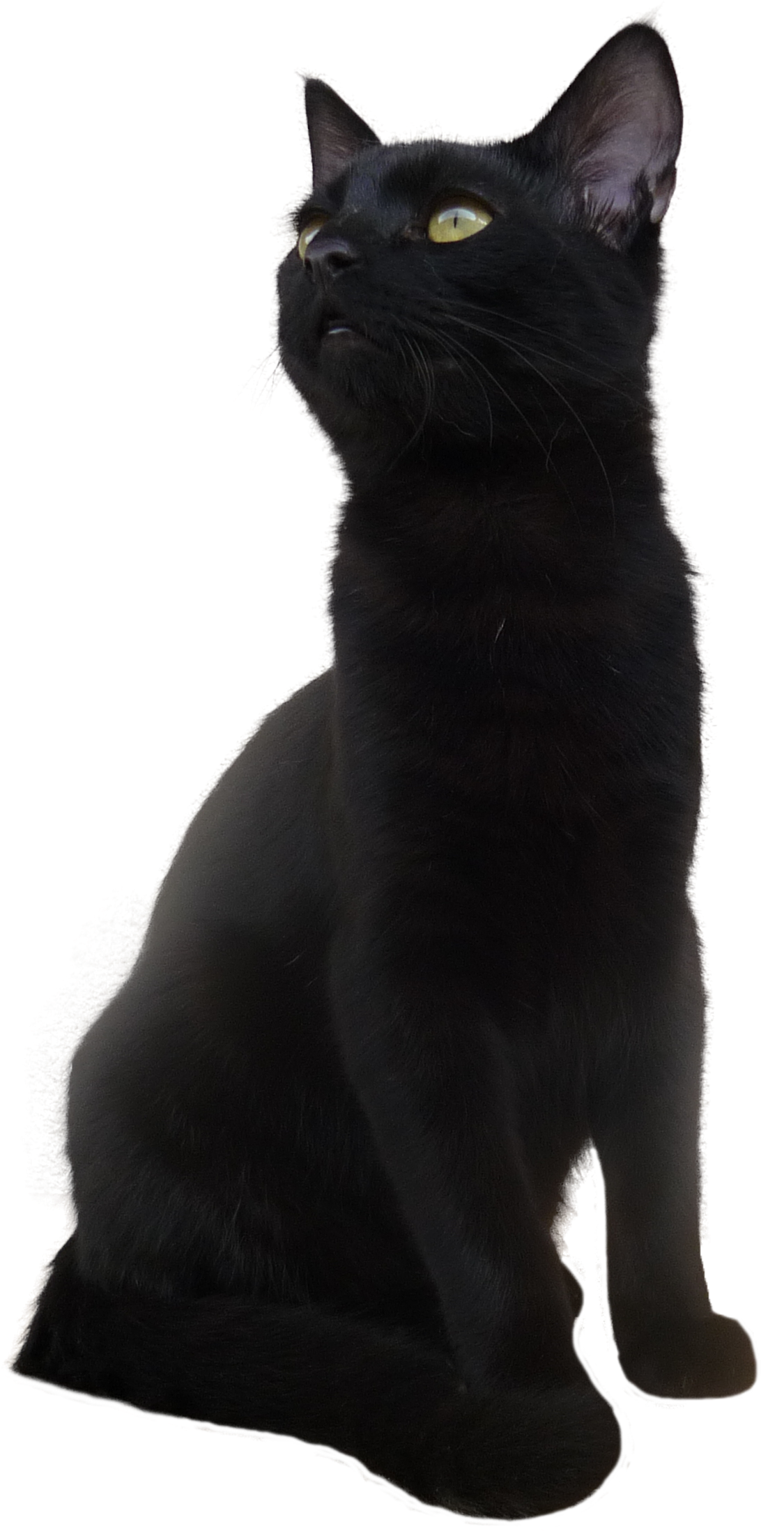 Görkemli Siyah Kedi Pozu Duvar Kağıdı
