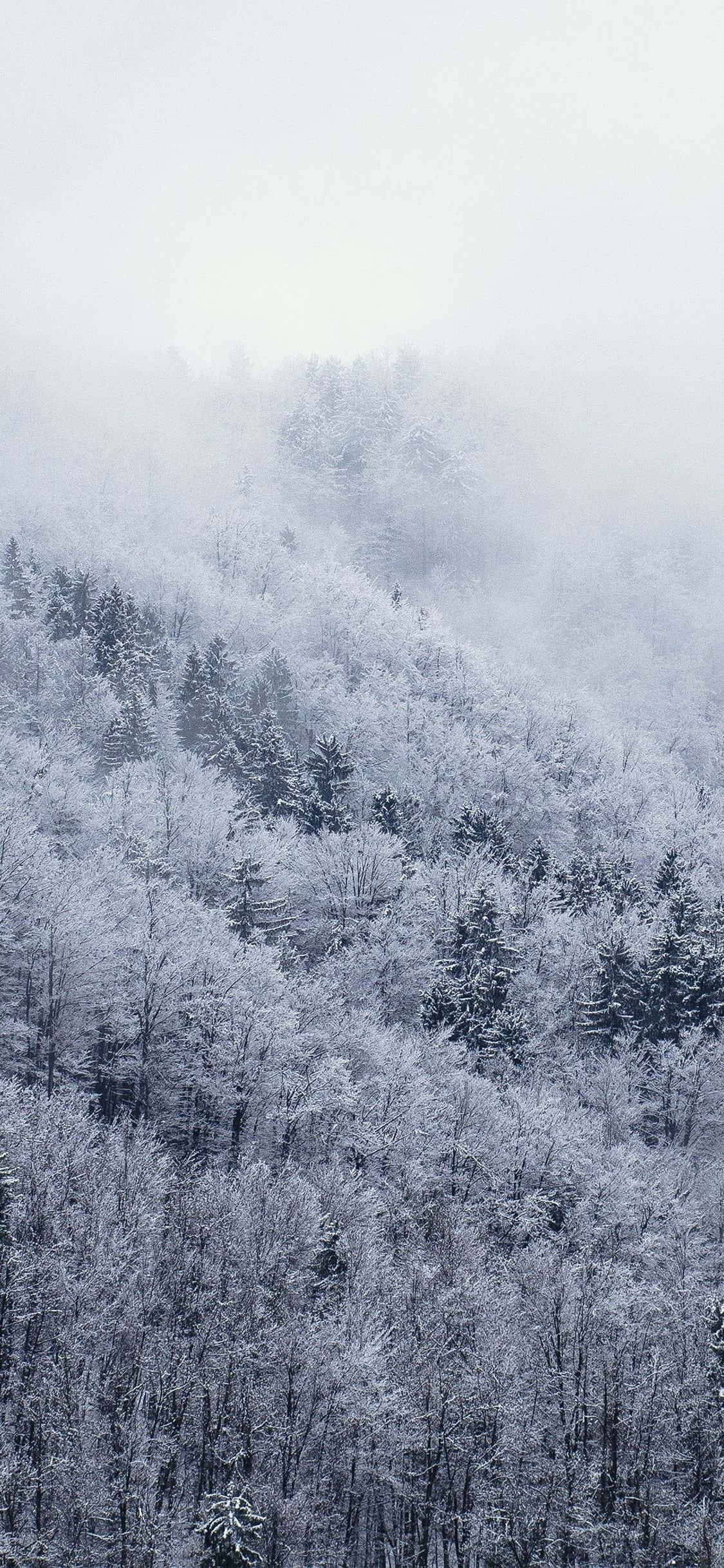 Görsel Beyaz Kış Harikalar Diyarını Snow iPhone ile Keşfedin Duvar Kağıdı