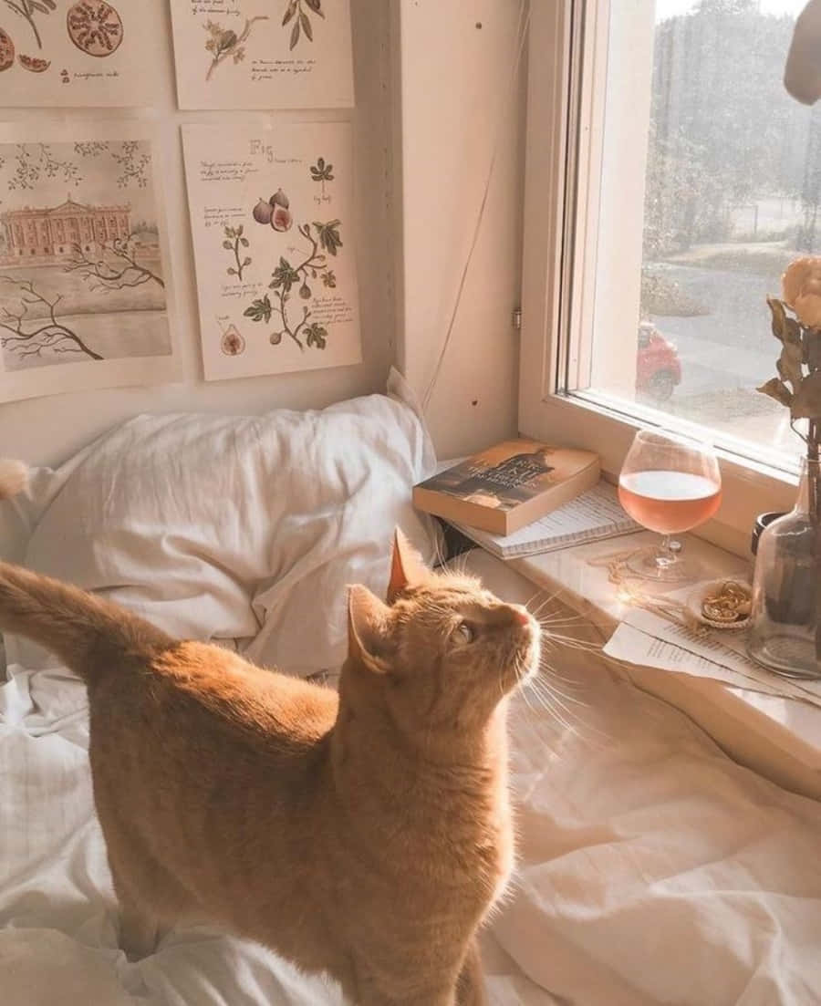 Gözlerimin İçine Bak - Estetik Bir Kedi Ruhunu Gösteriyor. Duvar Kağıdı