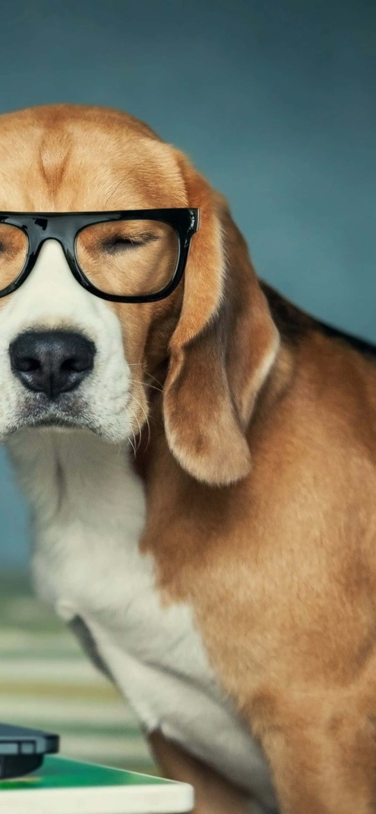gözlük takan ve bir dizüstü bilgisayarın yanında oturan bir köpek Duvar Kağıdı