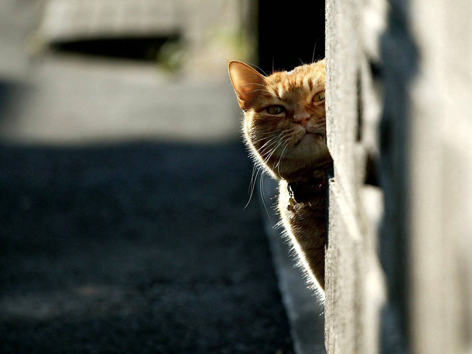 Gözünü Dört Açan Kedi Duvar Kağıdı