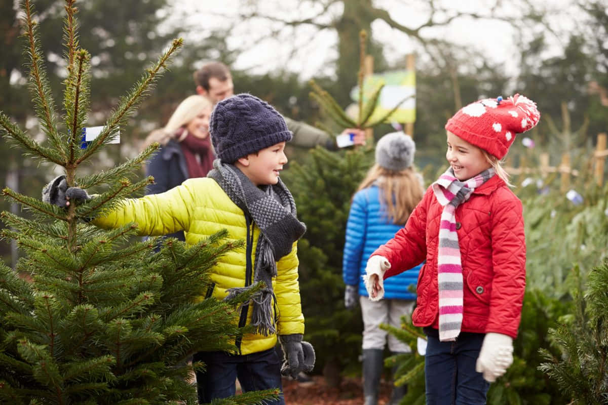 Greenwood Noel Ağacı Çiftliği Fotoğrafı Duvar Kağıdı