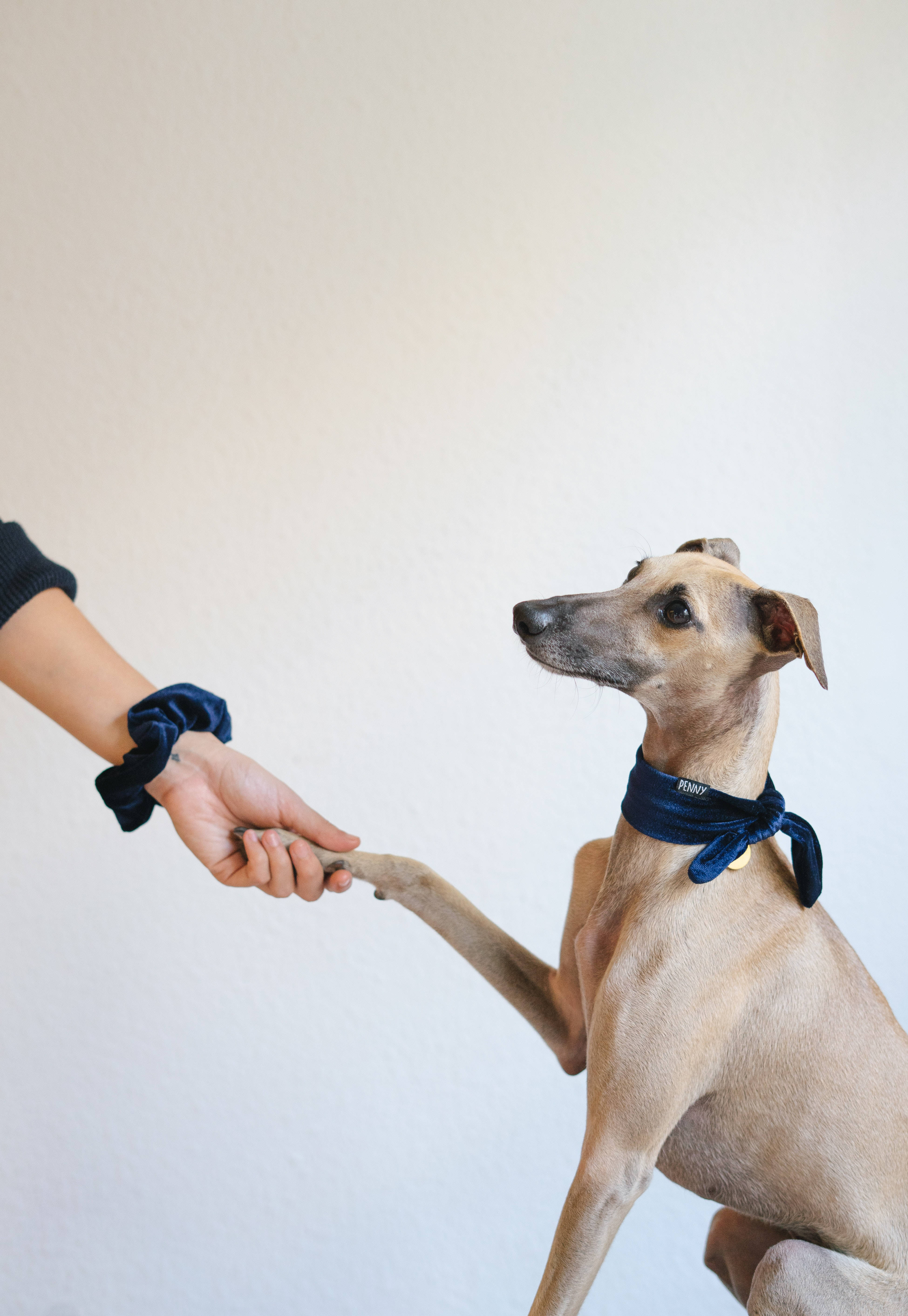 Greyhound El Sıkışıyor Duvar Kağıdı