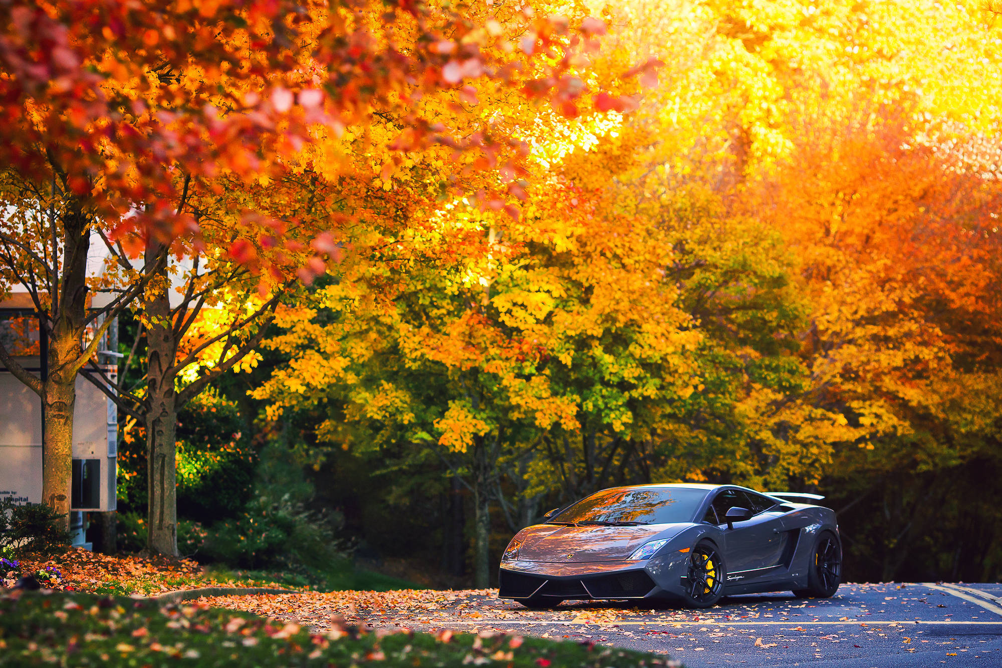 Gri bir Lamborghini Gallardo, çıtır çıtır sonbahar havasında ilerliyor. Duvar Kağıdı