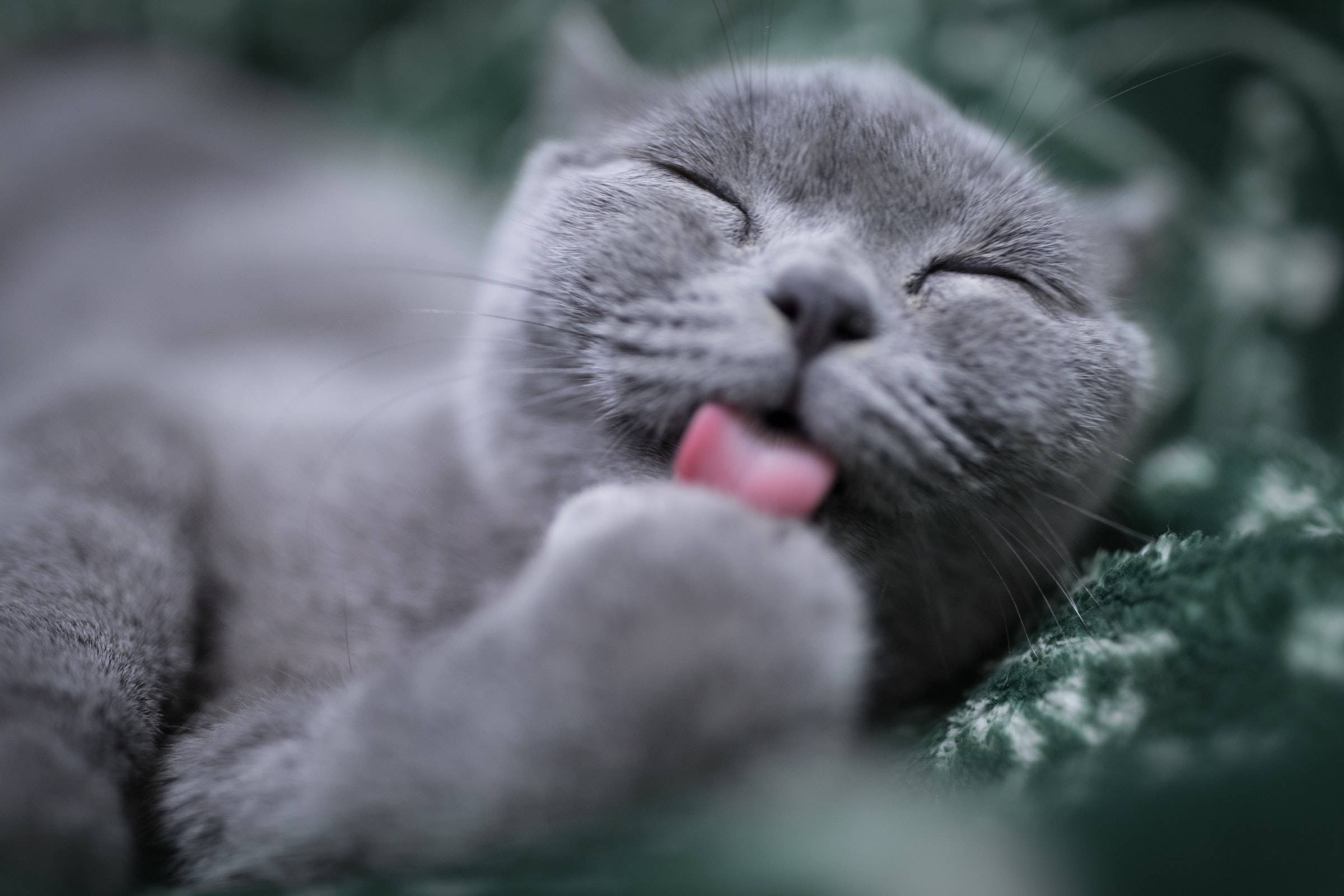 Gri British Shorthair Kedi Pençe Yalıyor PFP Duvar Kağıdı
