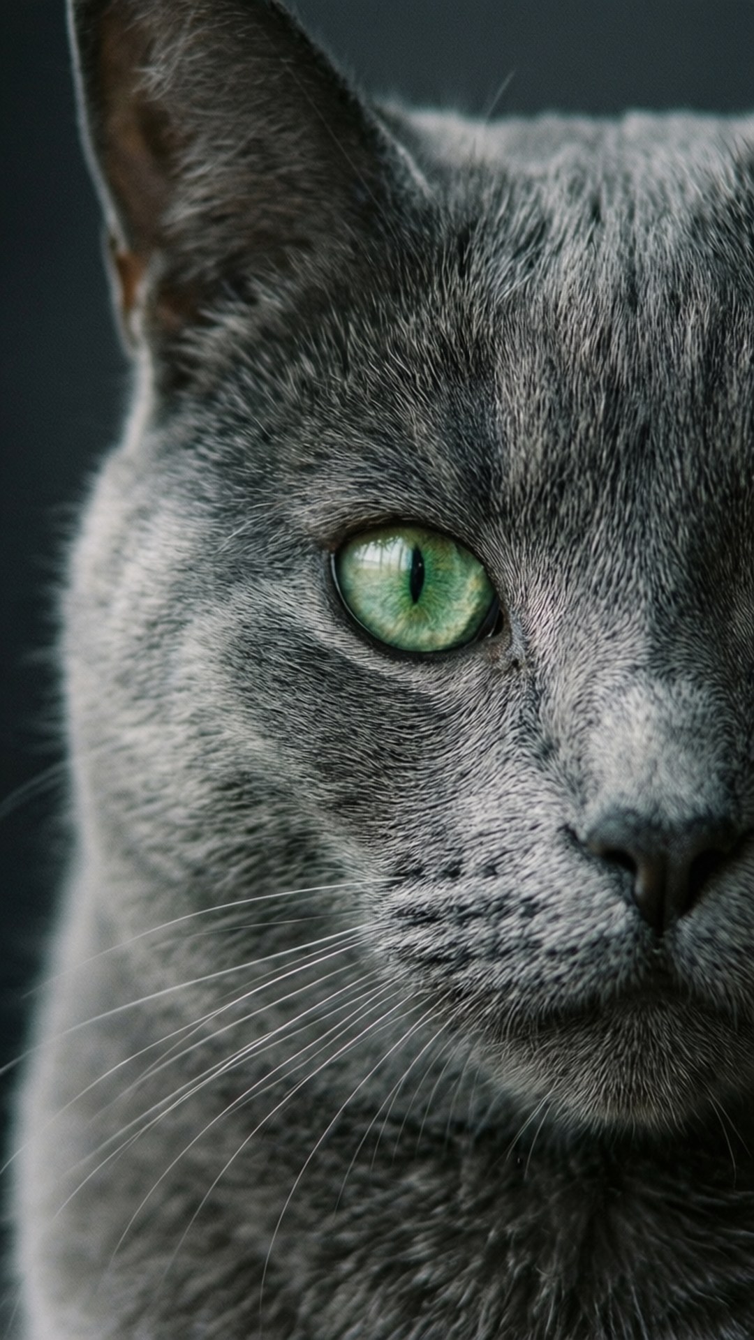 Gri Kedi Bakışı Duvar Kağıdı