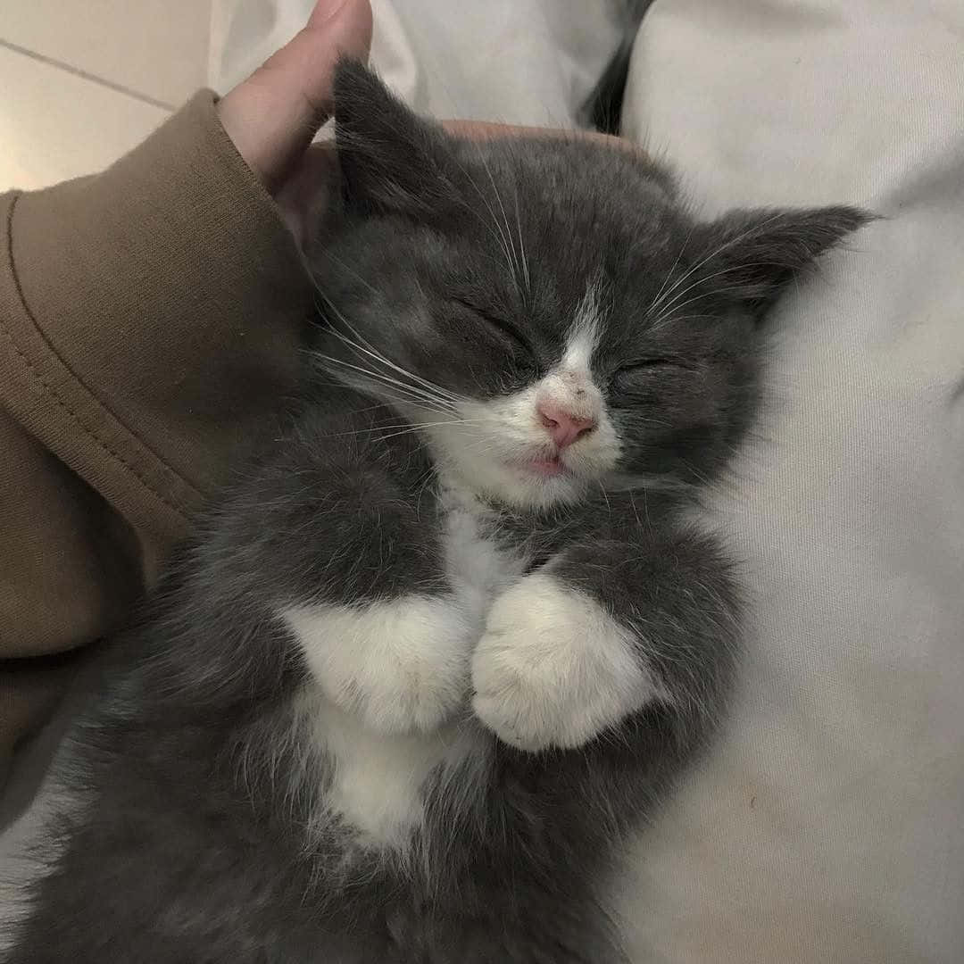 gri ve beyaz bir kedi yavrusu bir kişinin kucağında uyuyor Duvar Kağıdı