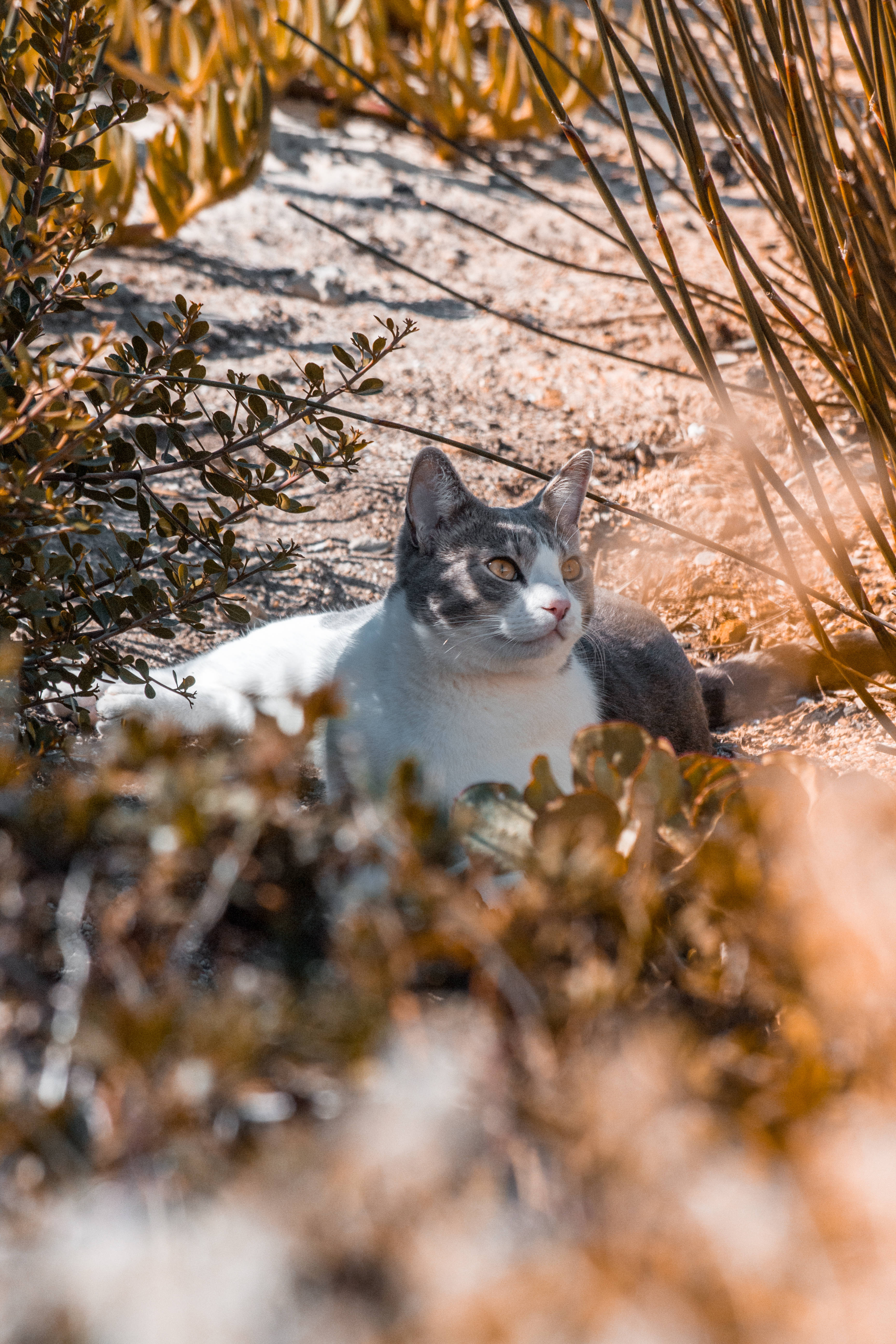 Gri ve Beyaz Estetik Kedi Duvar Kağıdı