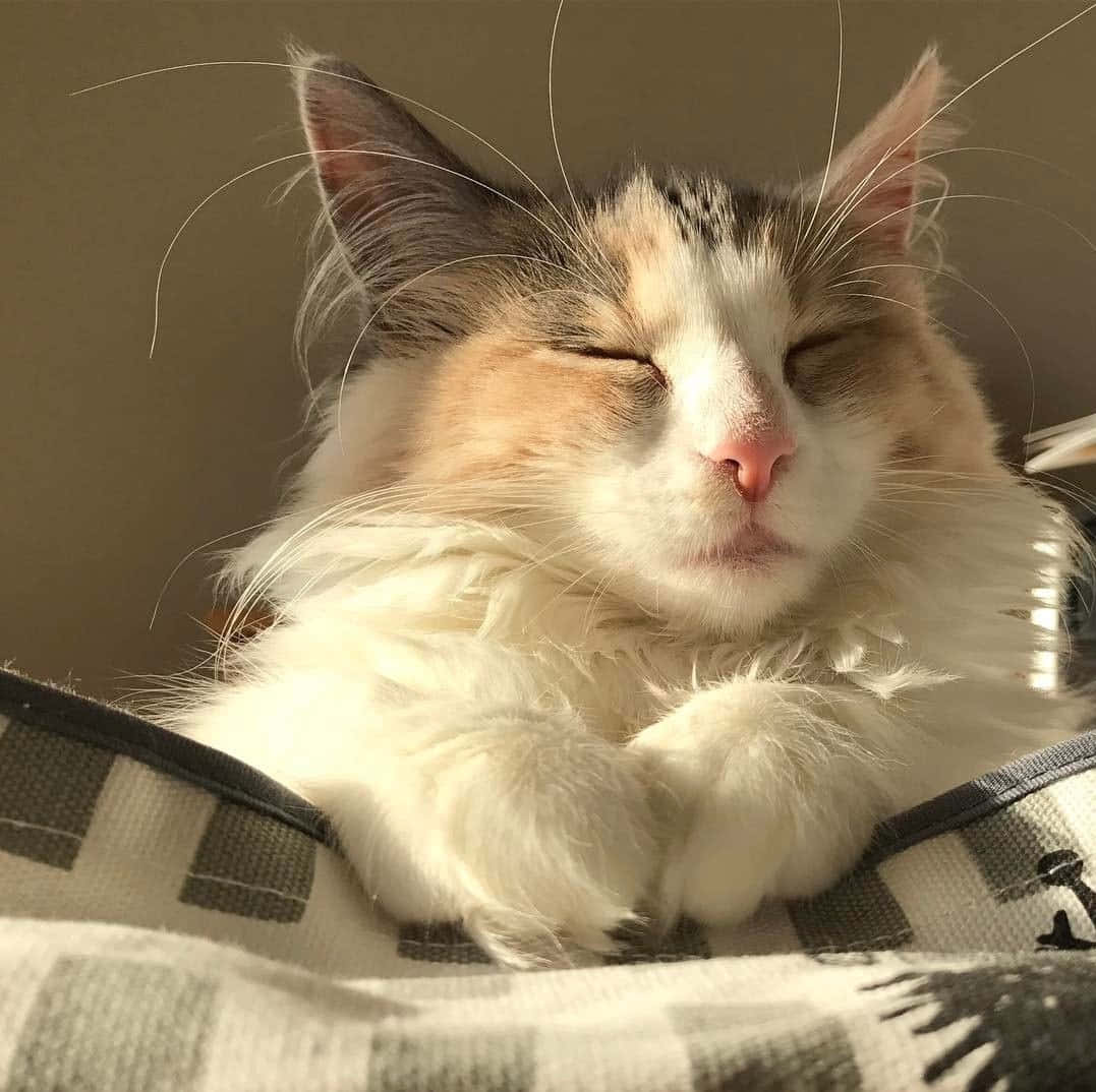 Gri ve beyaz sevimli bir kedi, halının üzerinde huzurla dinleniyor. Duvar Kağıdı