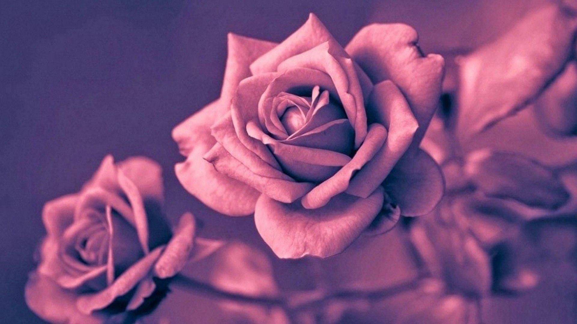 Gül Altını Estetik Fotoğrafçılık Duvar Kağıdı