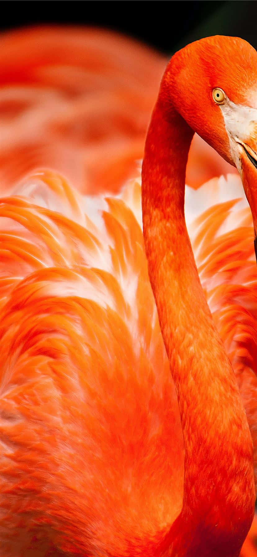 Gündüz bir Flamingo ile bu eşsiz fotoğrafta cennette vakit geçirin Duvar Kağıdı