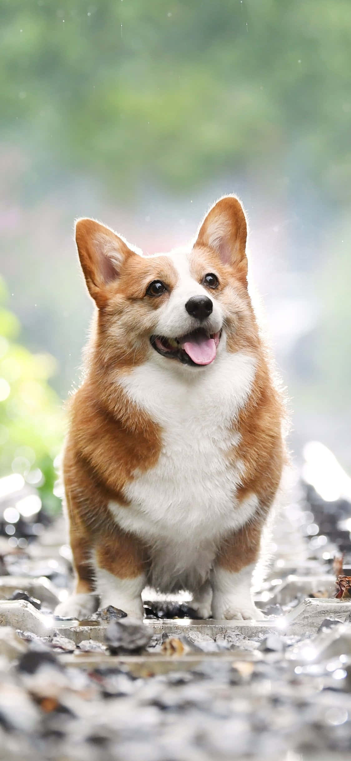 Güne Hazır Mutlu Corgi! Duvar Kağıdı