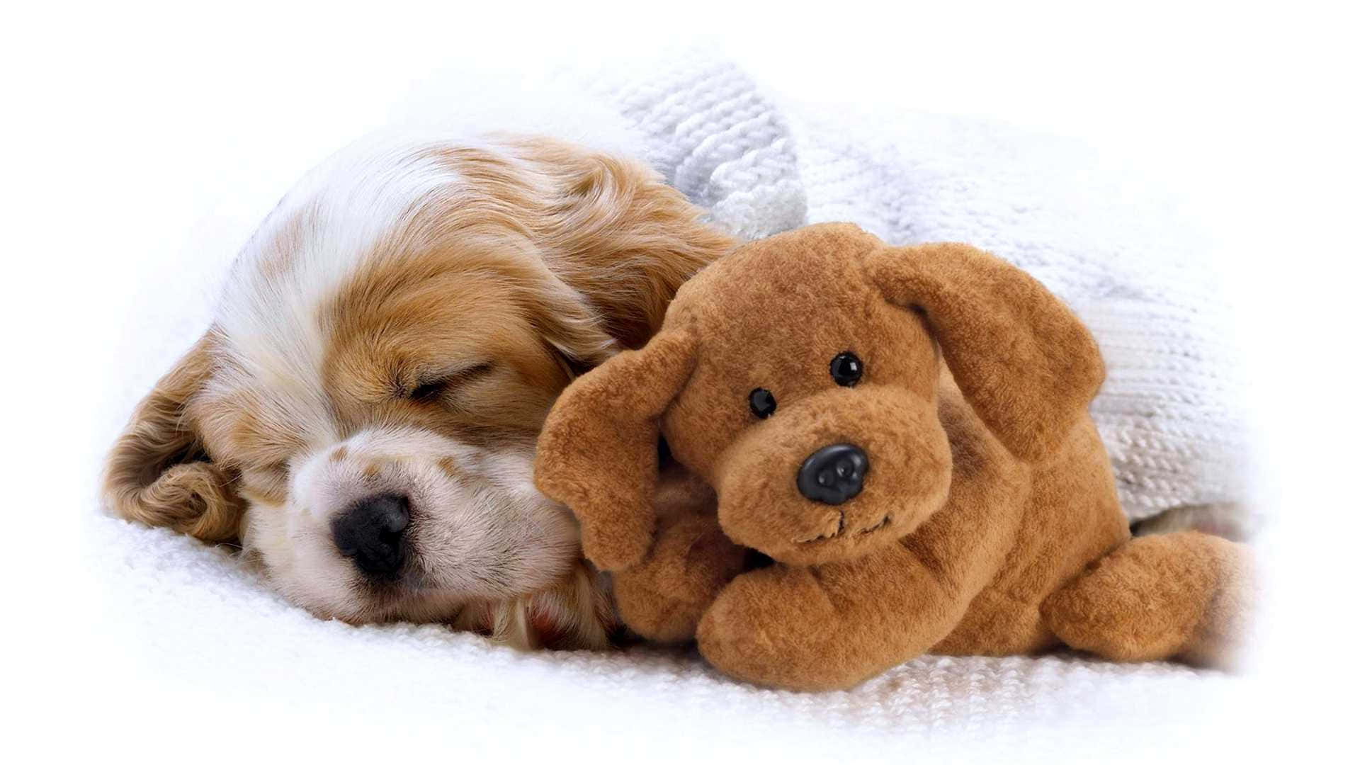 Güneşli Bir Günde Dinlenen Sevimli Köpek Yavrusu Duvar Kağıdı