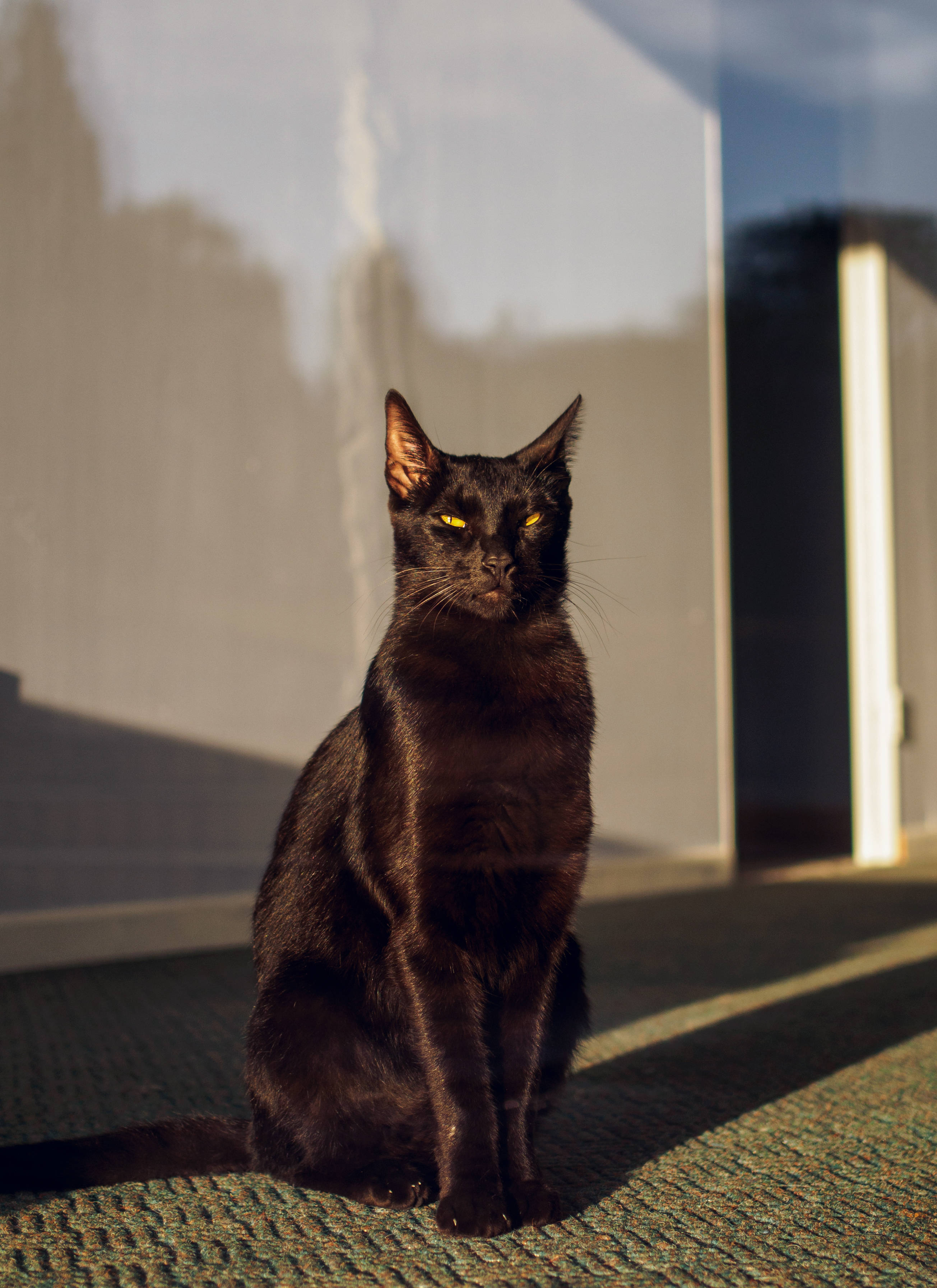 Güneşli Pencerede Siyah Kedi Duvar Kağıdı