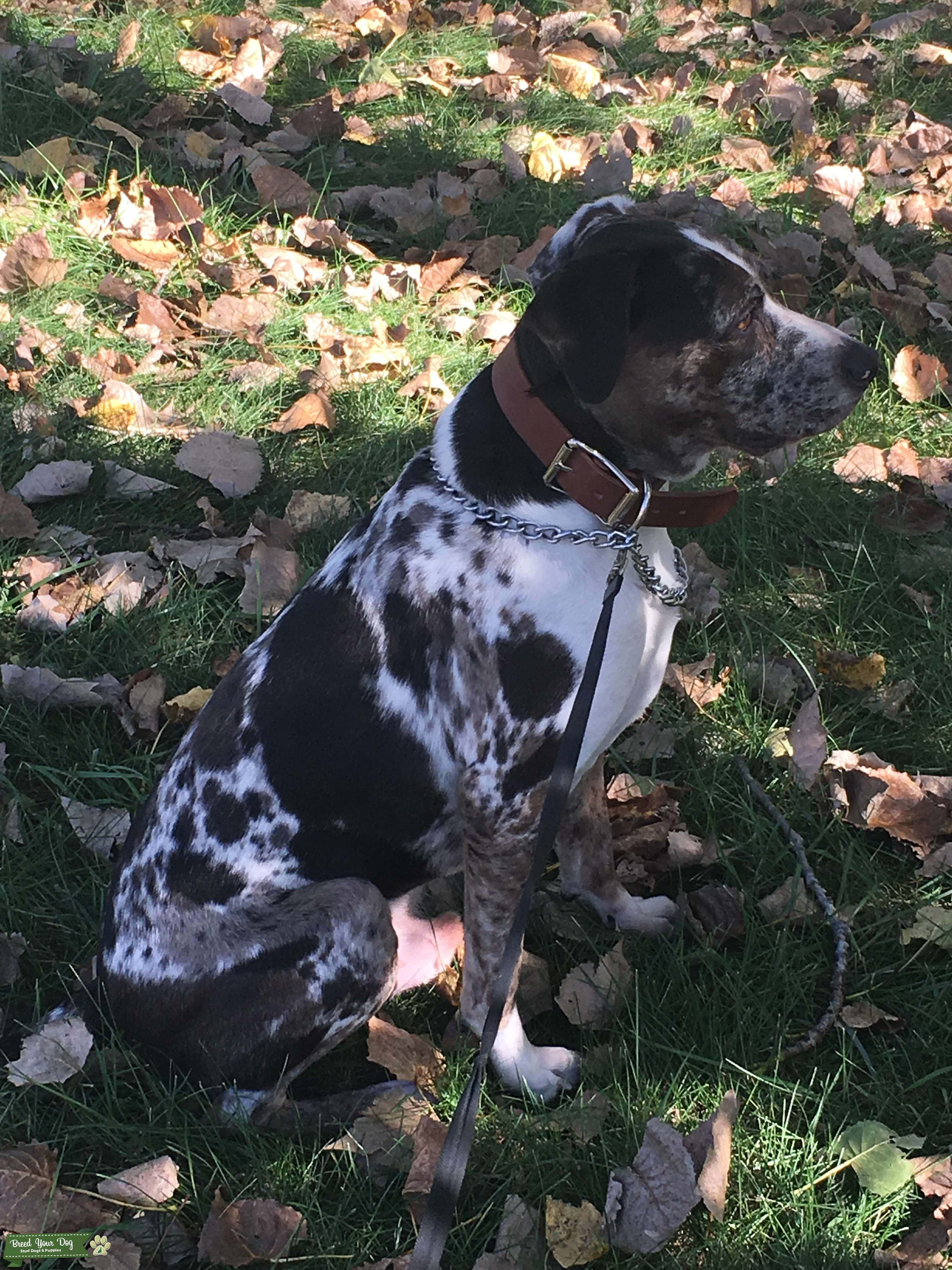 Güneşte oturan bir Catahoula Leopar Köpeği Duvar Kağıdı