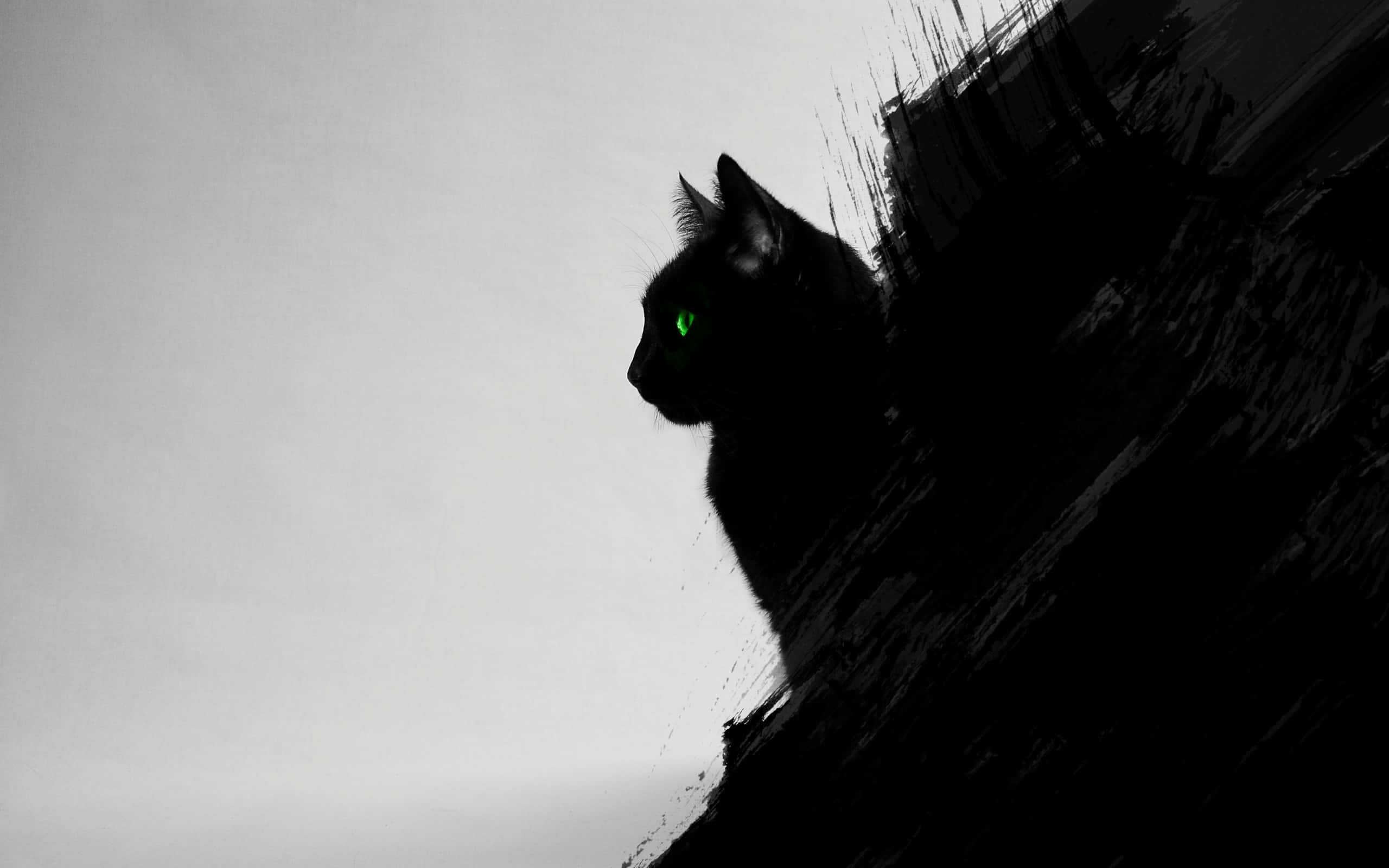 Güneşte Rahatlayan Siyah Kedi Duvar Kağıdı