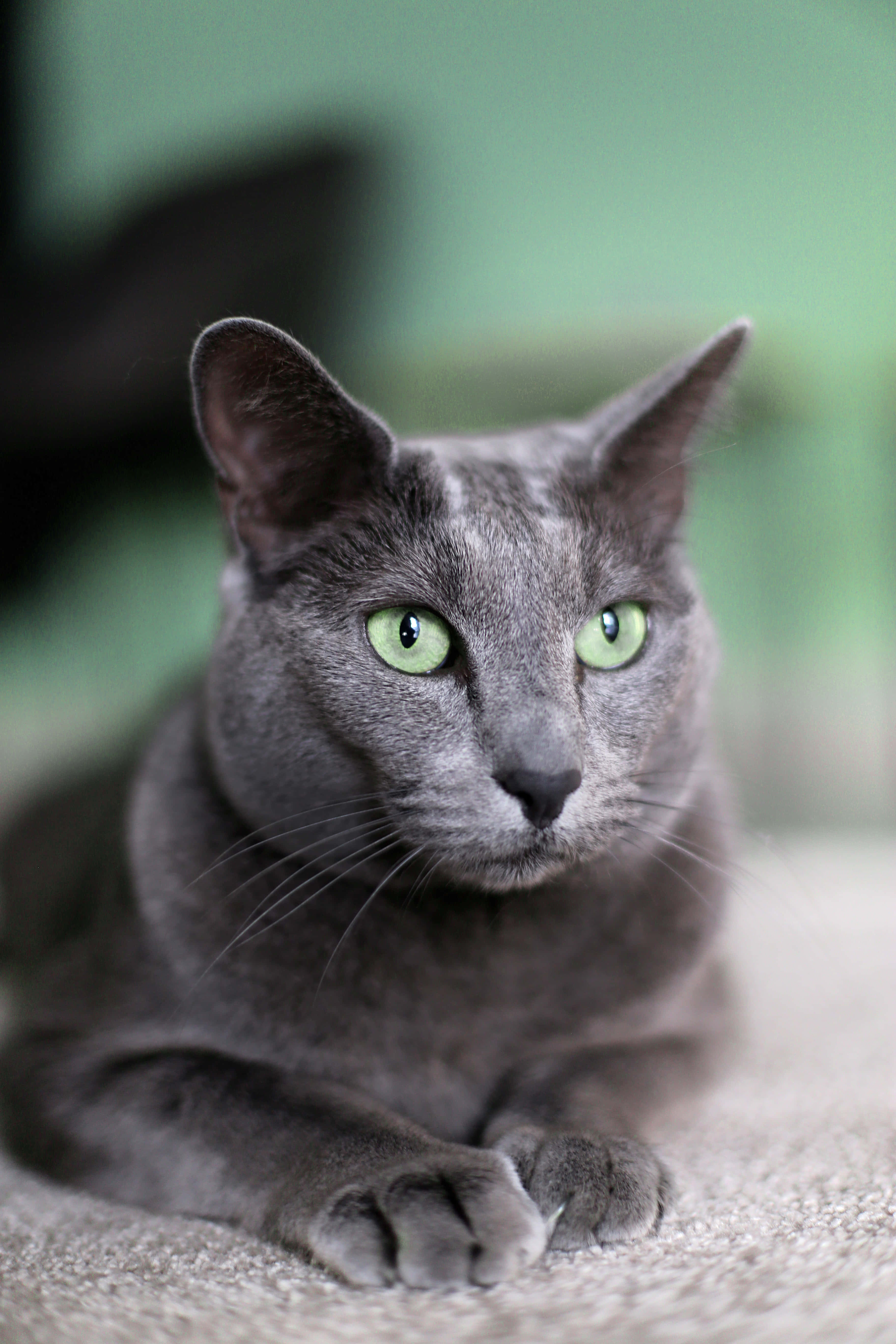 Güneşte Uzanan Güzel Bir Rus Mavisi Kedi Duvar Kağıdı