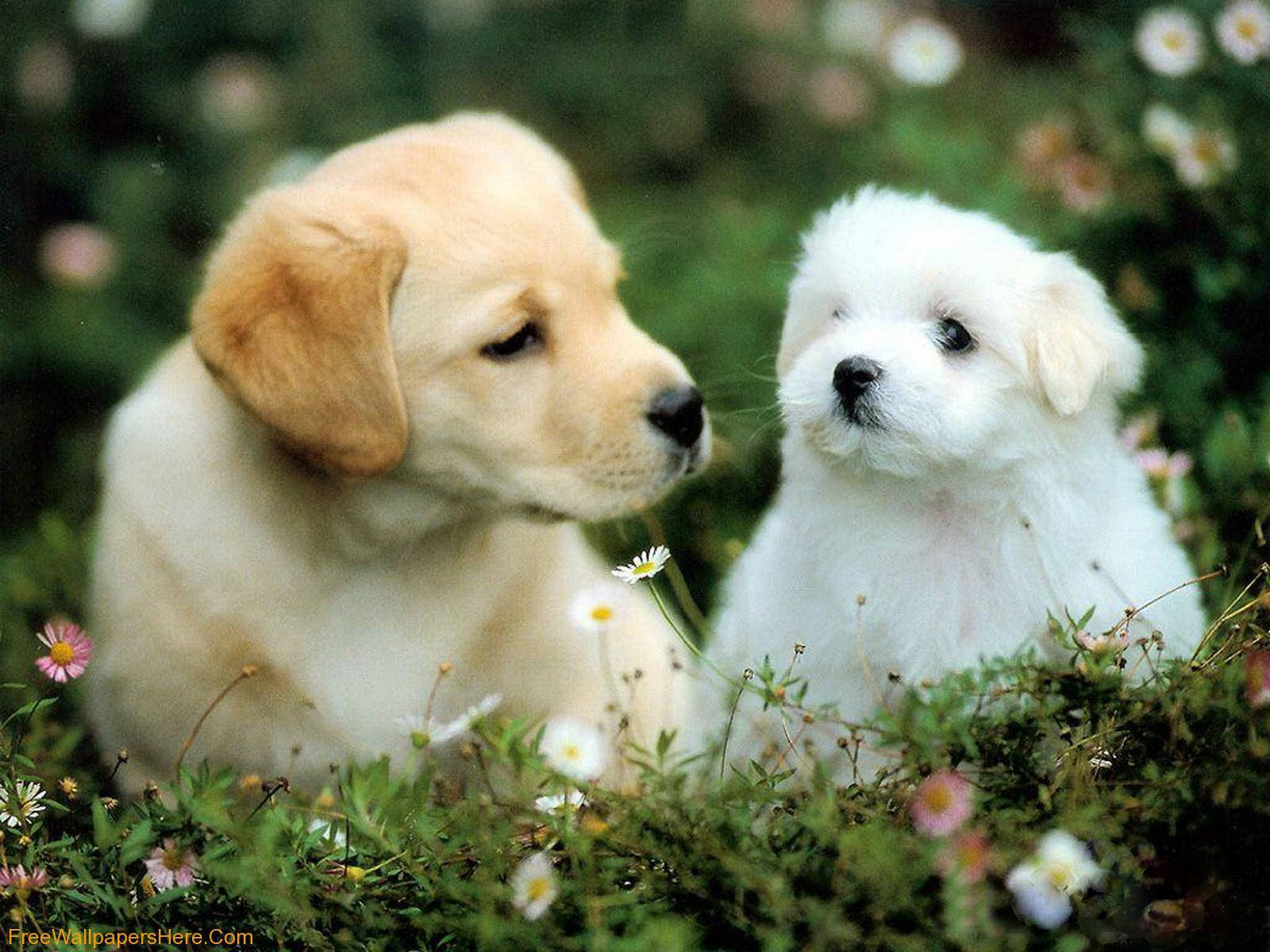 Güneşte Uzanan Sevimli Köpek Yavrusu Duvar Kağıdı
