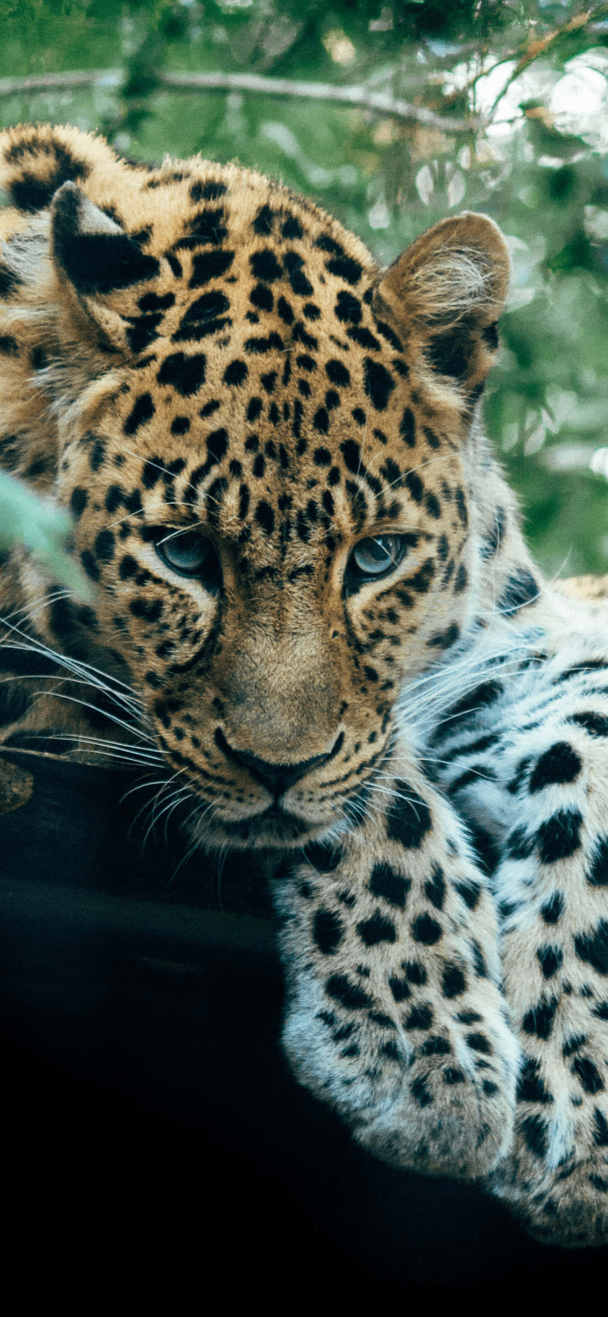 Güneşte vakit geçiren güzel bir leopar Duvar Kağıdı