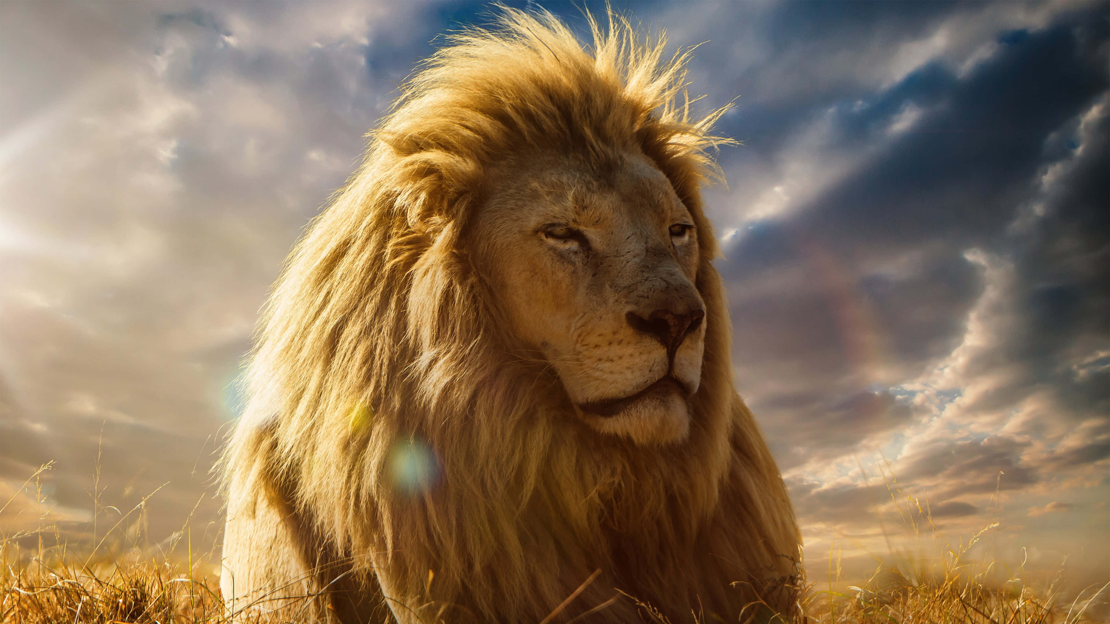 Gururlu Erkek Aslan Afrika Savanasında Kükreyerek Duvar Kağıdı