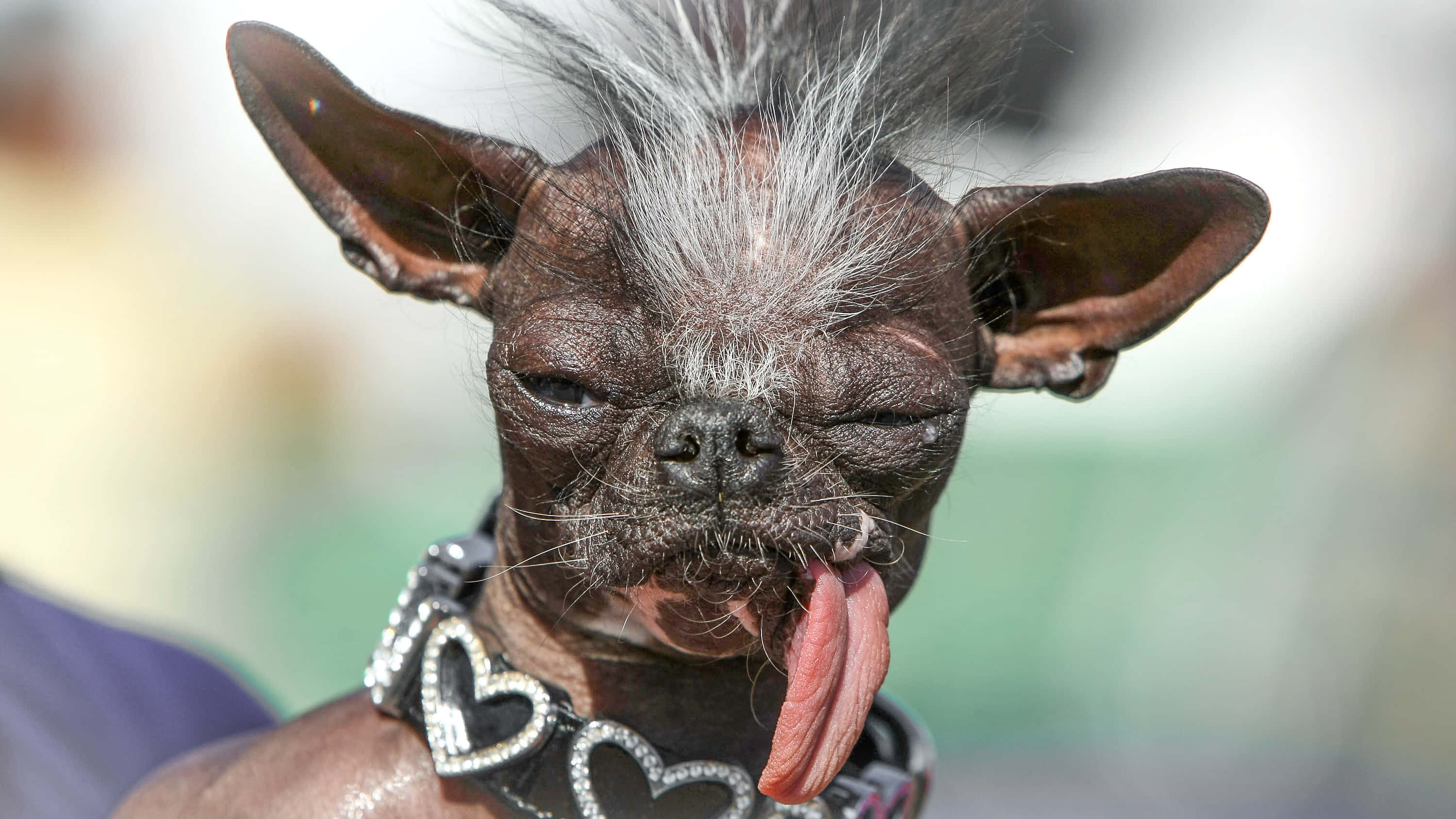 Gus Dünyanın En Çirkin Köpeği Fotoğrafları Duvar Kağıdı