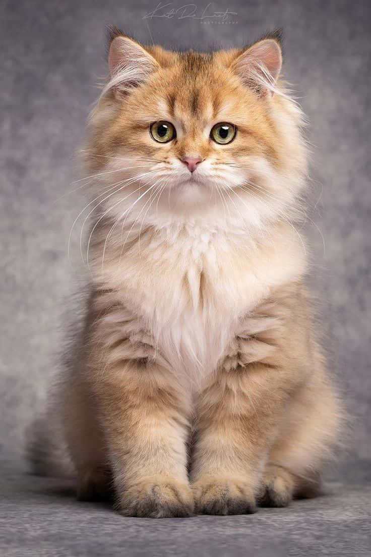 Güzel Açık Kahverengi Kedi Resmi Duvar Kağıdı
