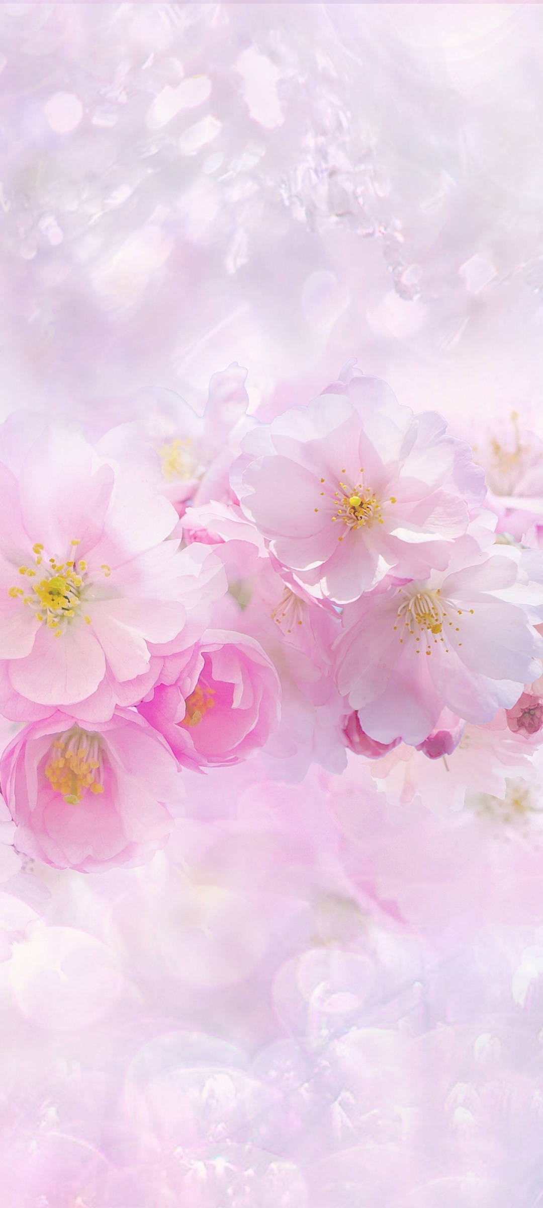Güzel Bahar Pembe ve Beyaz Sakura Çiçekleri Duvar Kağıdı