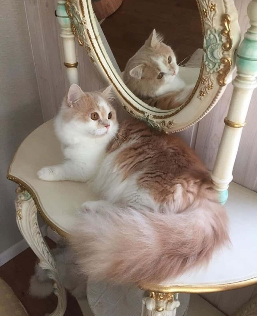 Güzel bir kedi, esnerken yakalanmış, eşsiz estetiğini sergiliyor. Duvar Kağıdı